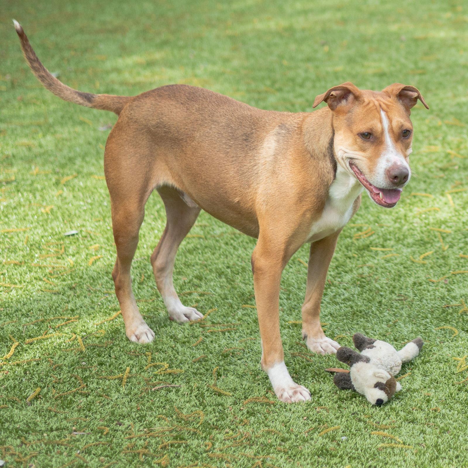 Brunswick, Adoptable, Adult Male Terrier.