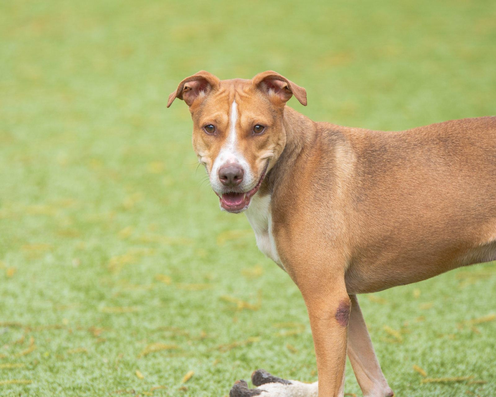 Brunswick, a Adoptable Terrier in Hilton Head Island, SC image 2/2