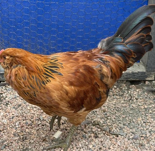Godzilla, Adoptable, Baby Male Chicken.