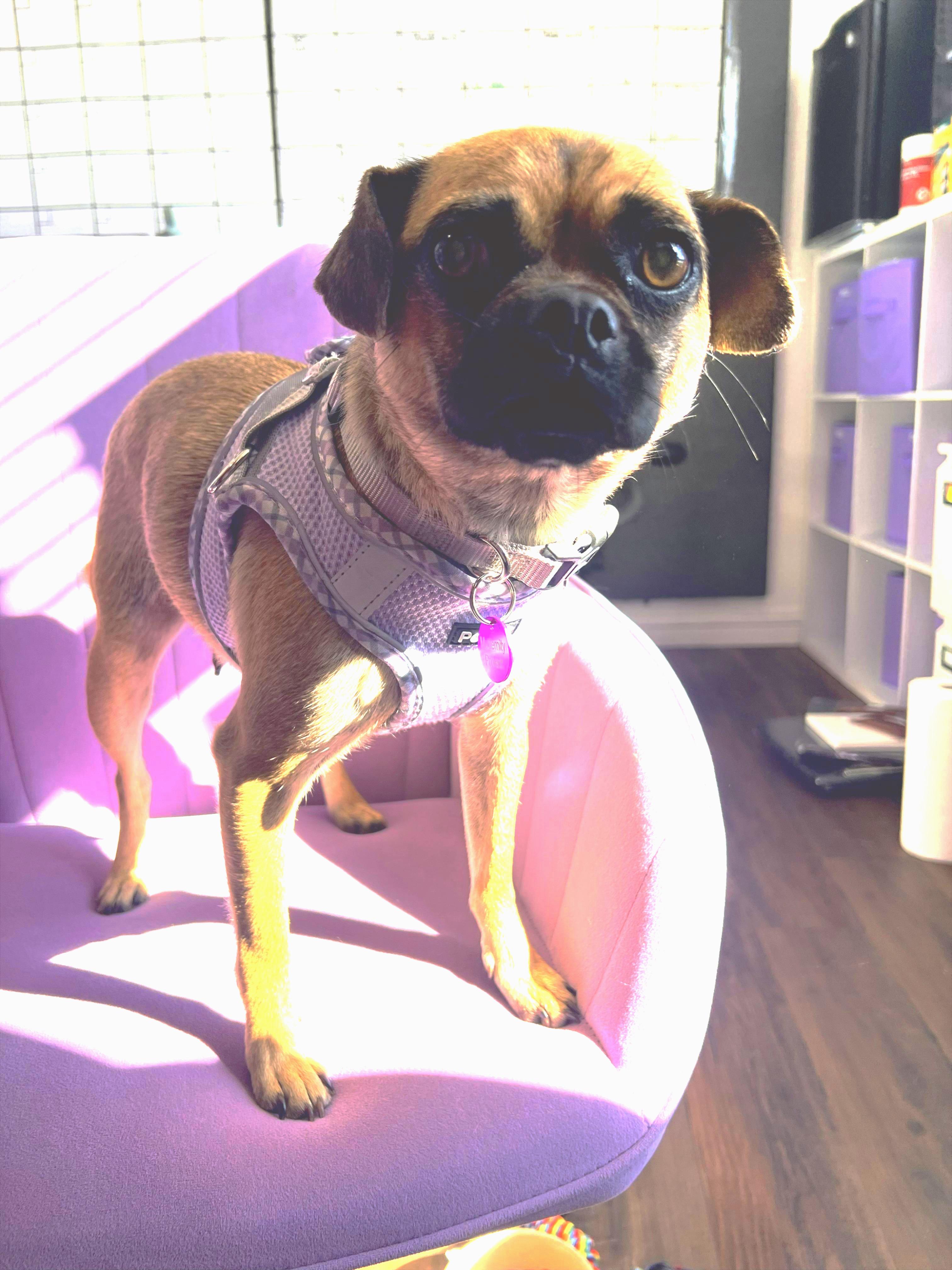 Penelope, ADOPTABLE, Young Female Pug.