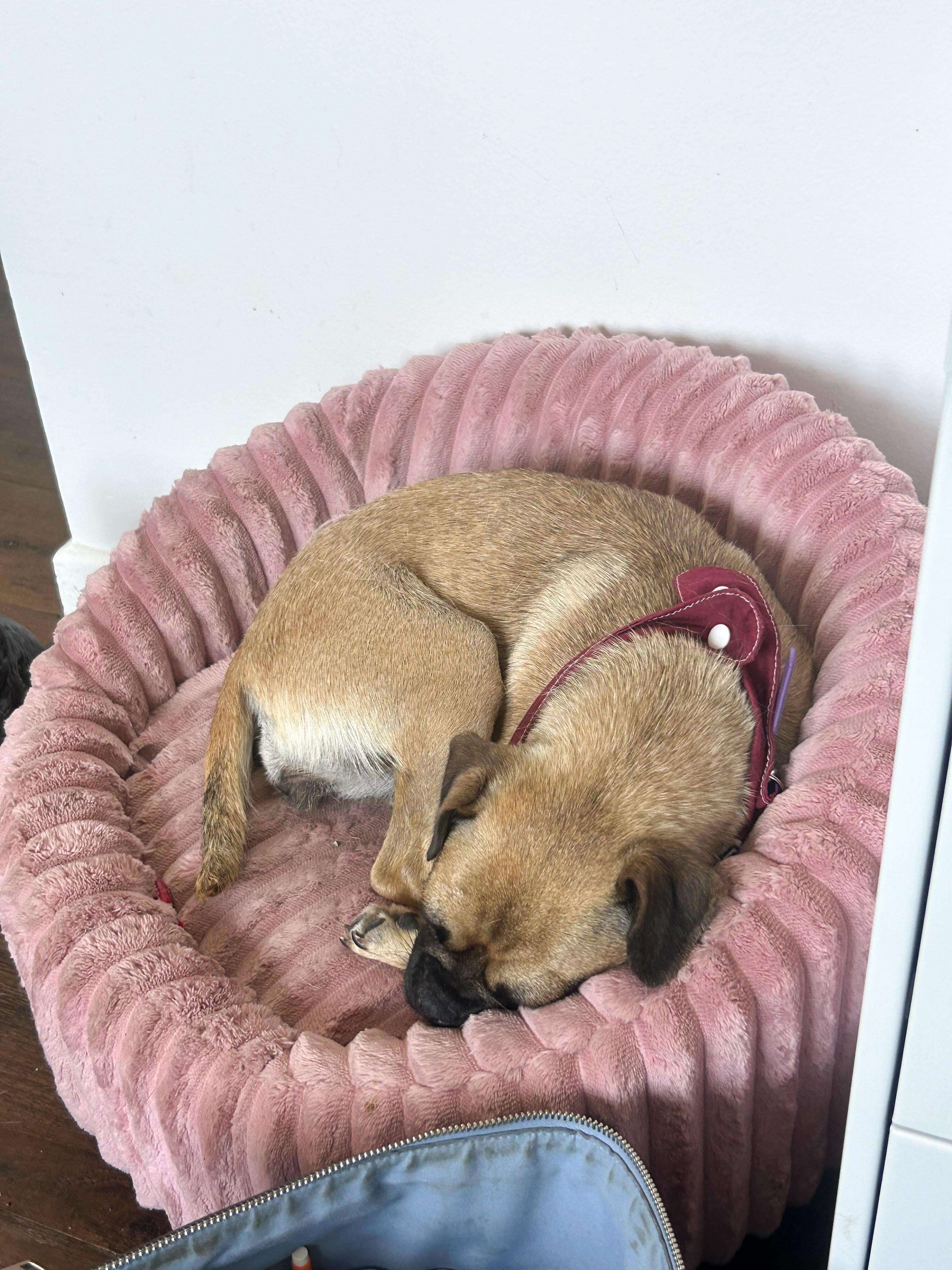 Enlarge Penelope, a ADOPTABLE Pug in West Hollywood, CA image 3/4