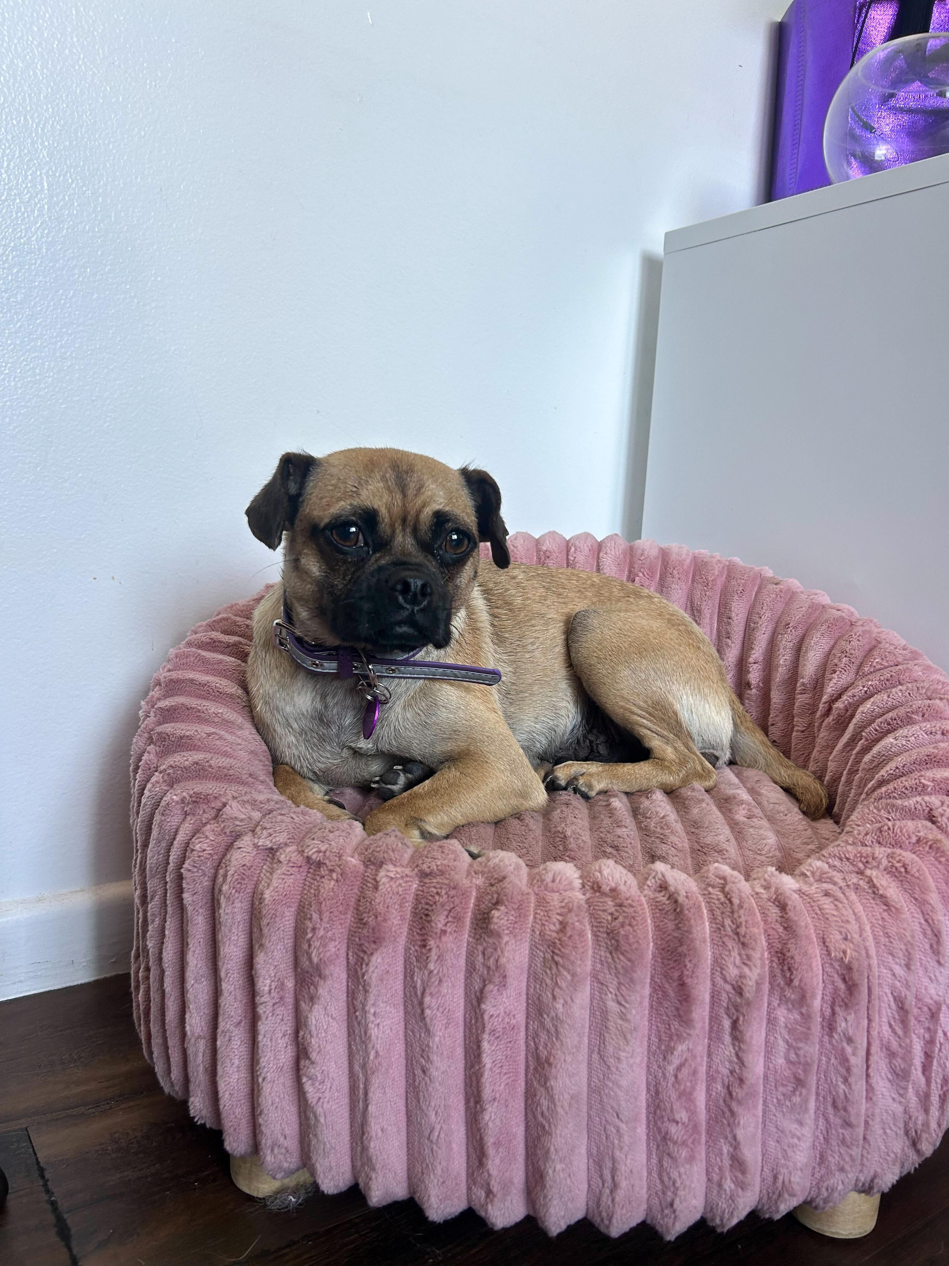 Enlarge Penelope, a ADOPTABLE Pug in West Hollywood, CA image 4/4