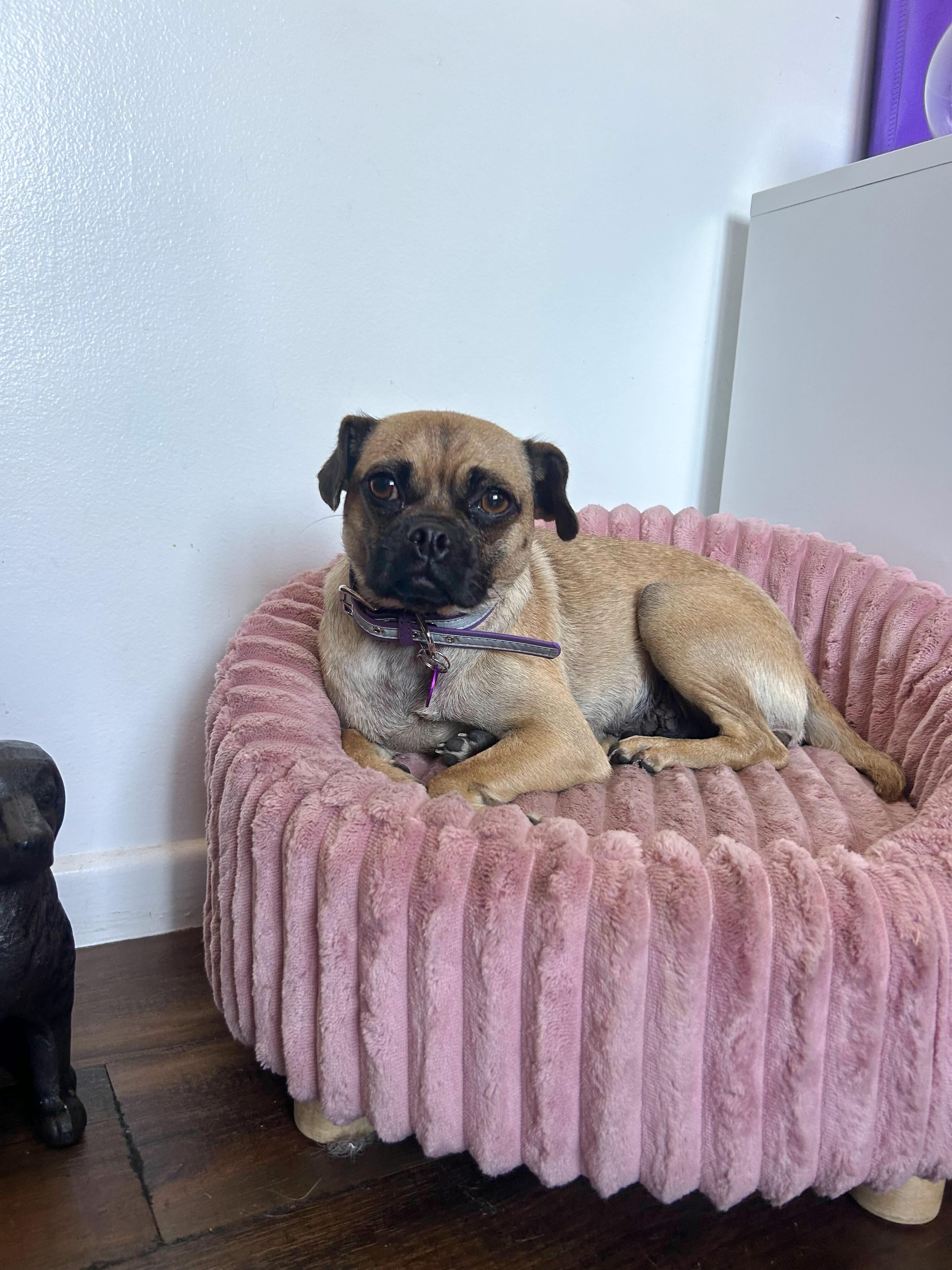 Enlarge Penelope, a ADOPTABLE Pug in West Hollywood, CA image 2/4