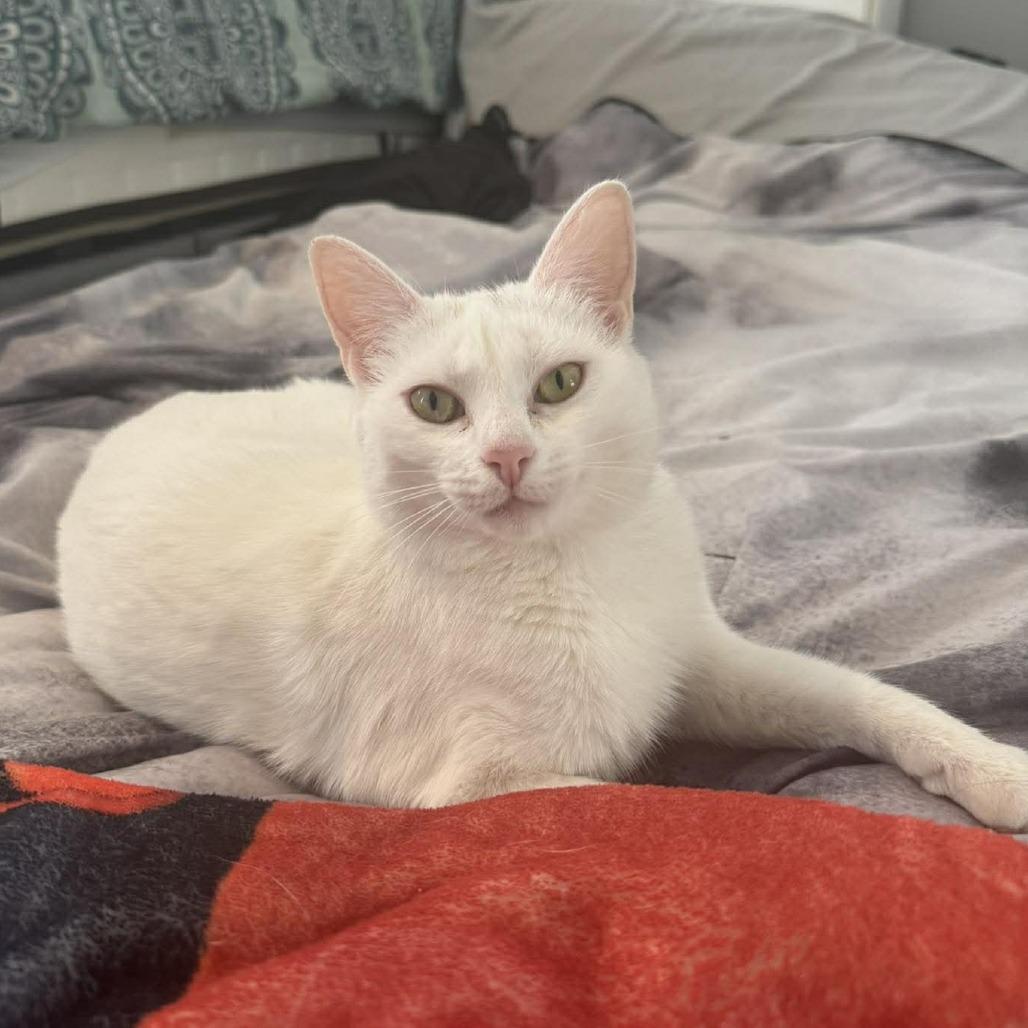 Dearie, Adoptable, Adult Female Domestic Short Hair.