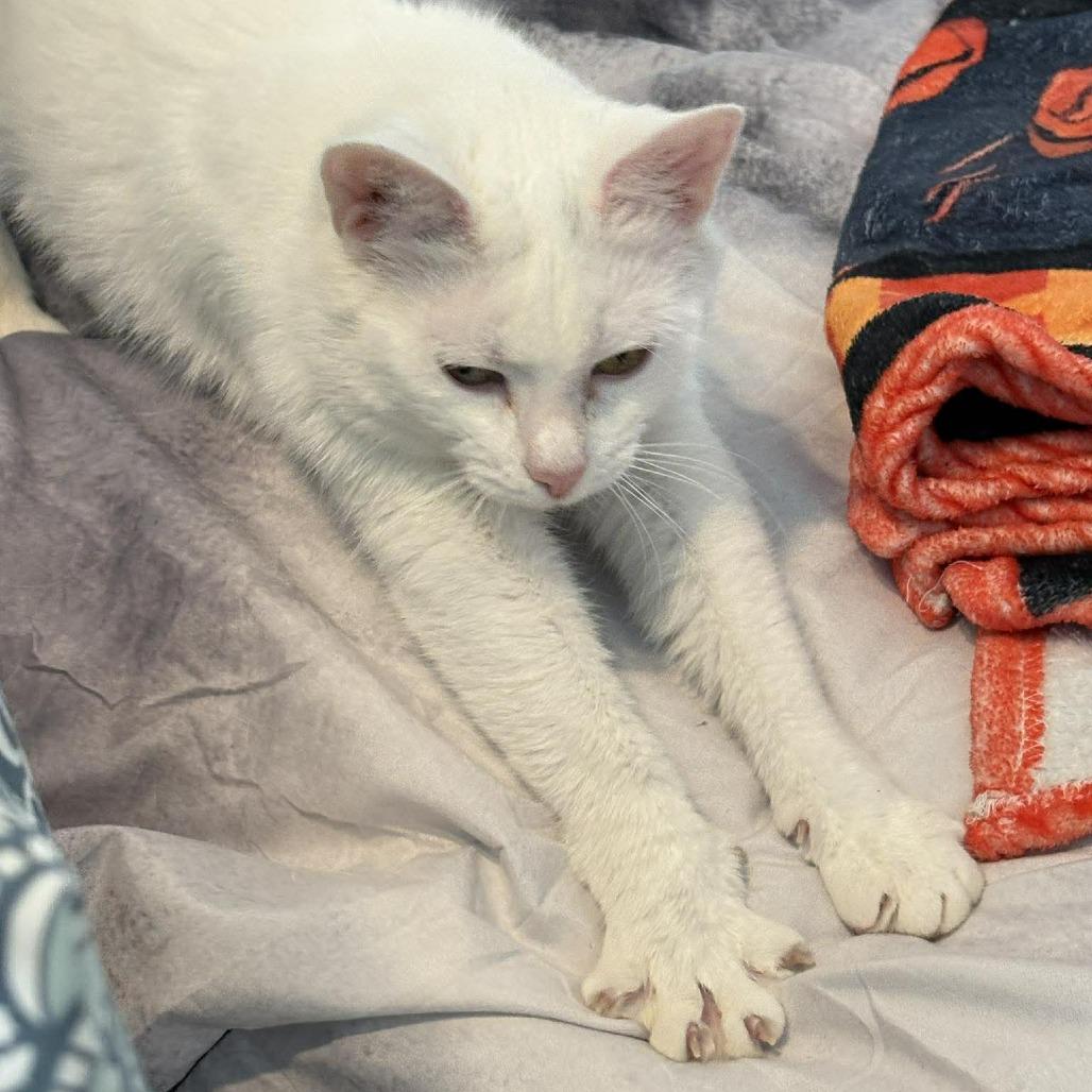 Enlarge Dearie, a Adoptable Domestic Short Hair in Jarrettsville, MD image 2/6