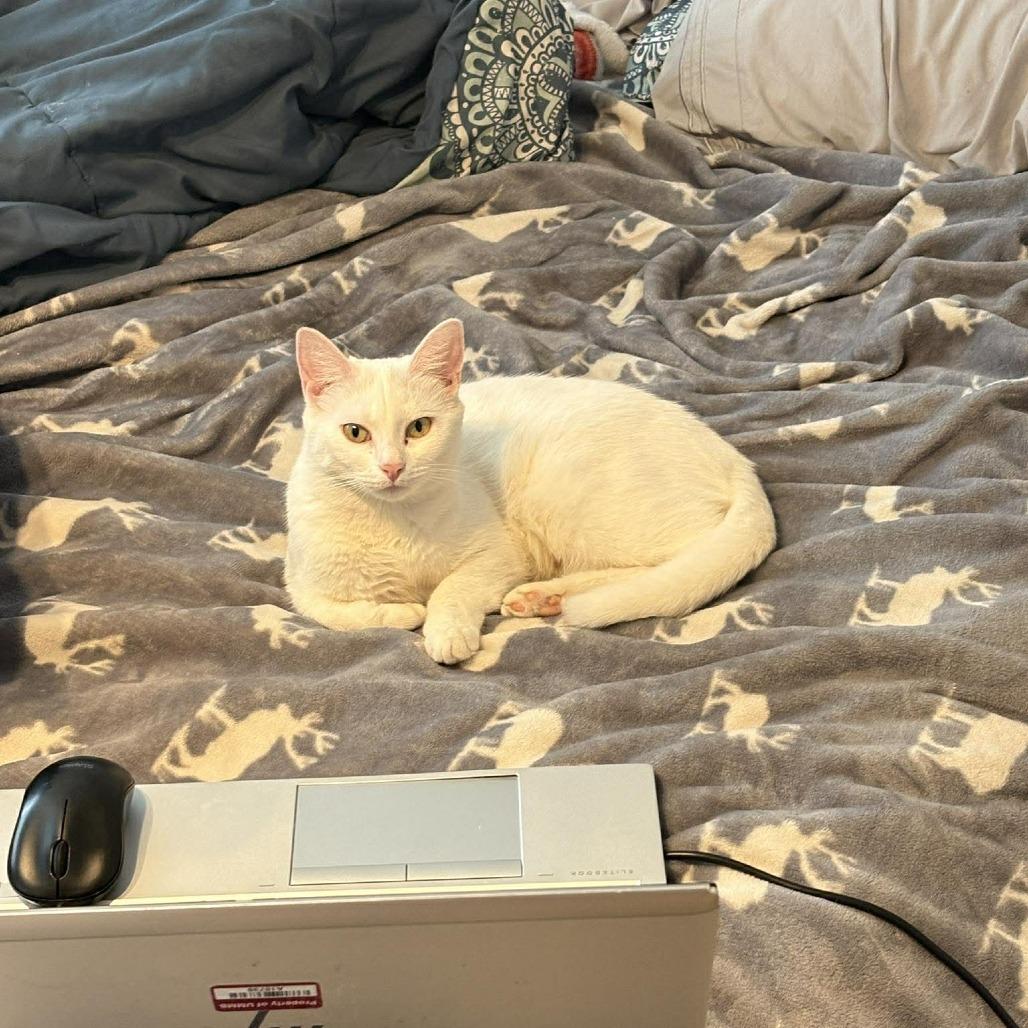 Enlarge Dearie, a Adoptable Domestic Short Hair in Jarrettsville, MD image 3/6