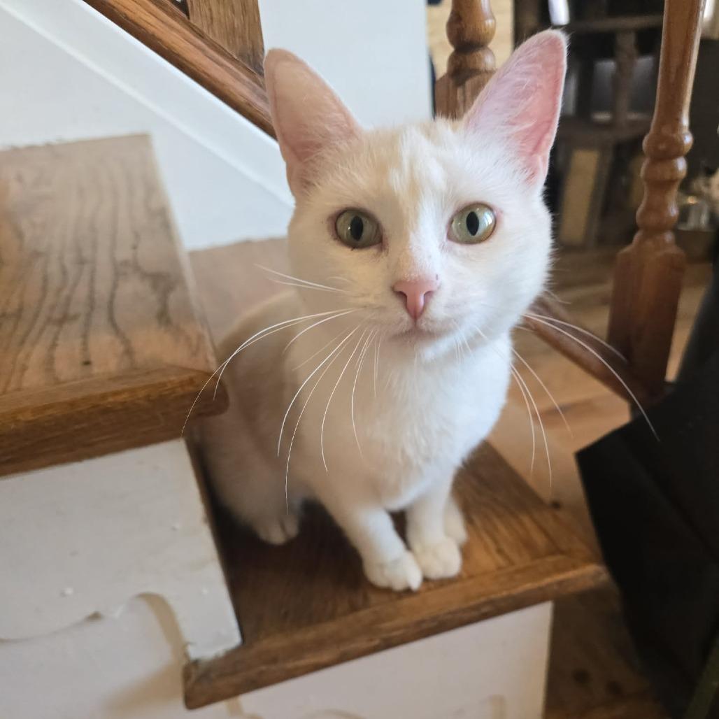 Enlarge Dearie, a Adoptable Domestic Short Hair in Jarrettsville, MD image 4/6