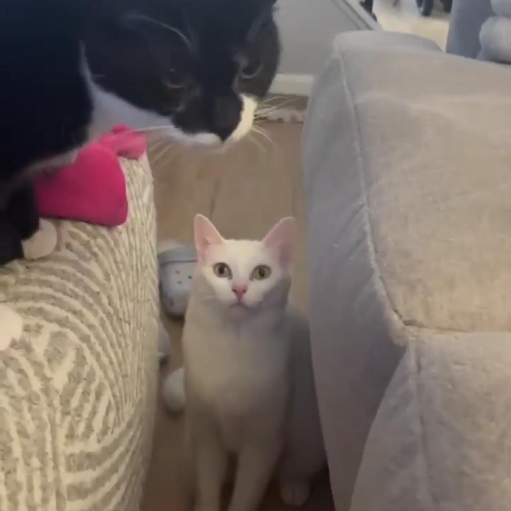 Enlarge Dearie, a Adoptable Domestic Short Hair in Jarrettsville, MD image 5/6