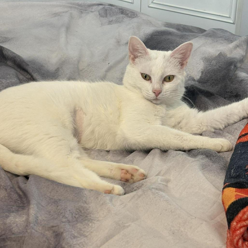 Enlarge Dearie, a Adoptable Domestic Short Hair in Jarrettsville, MD image 6/6