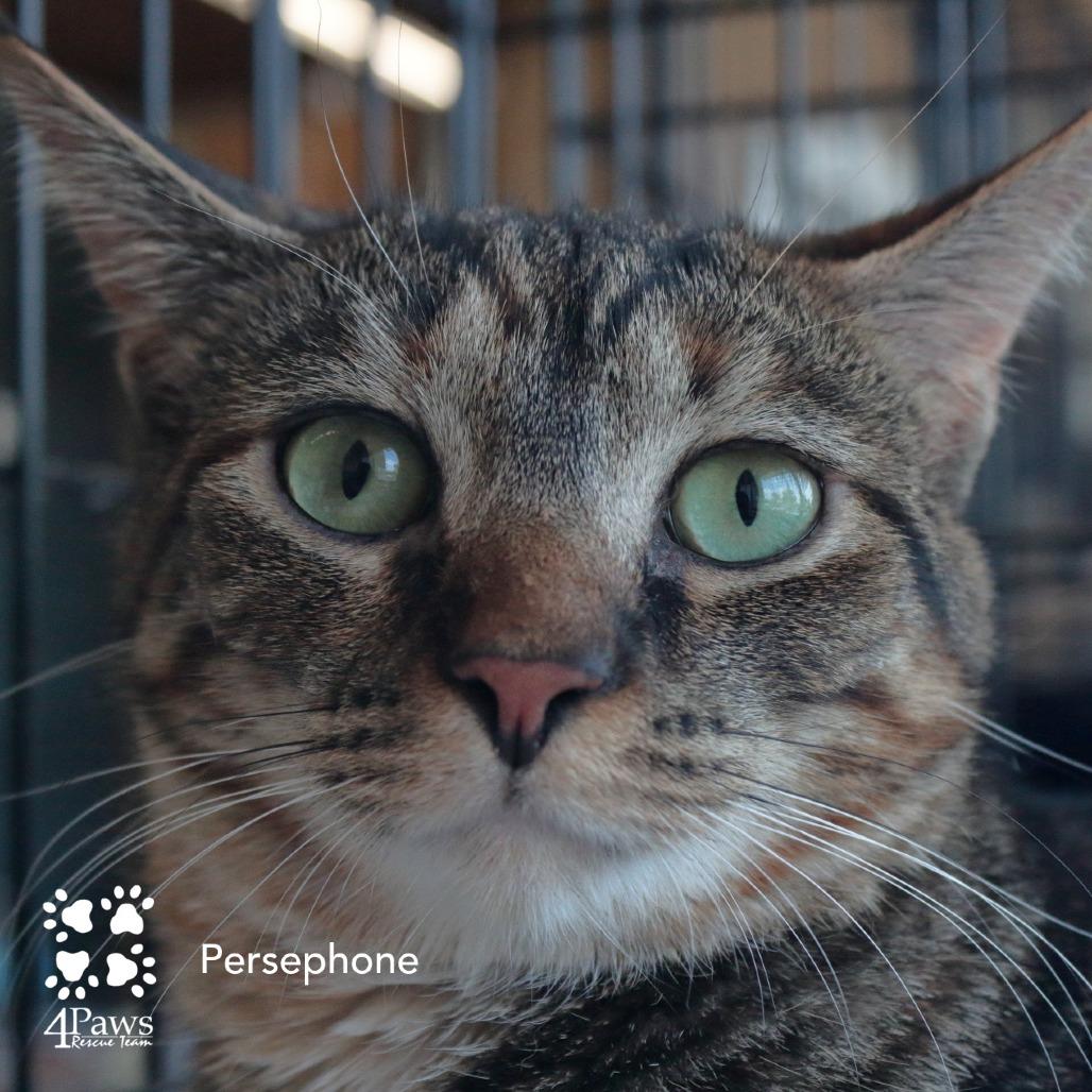 Persephone Dodd, Adoptable, Adult Female Domestic Short Hair.