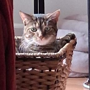 Persephone Dodd, Adoptable, Adult Female Domestic Short Hair.