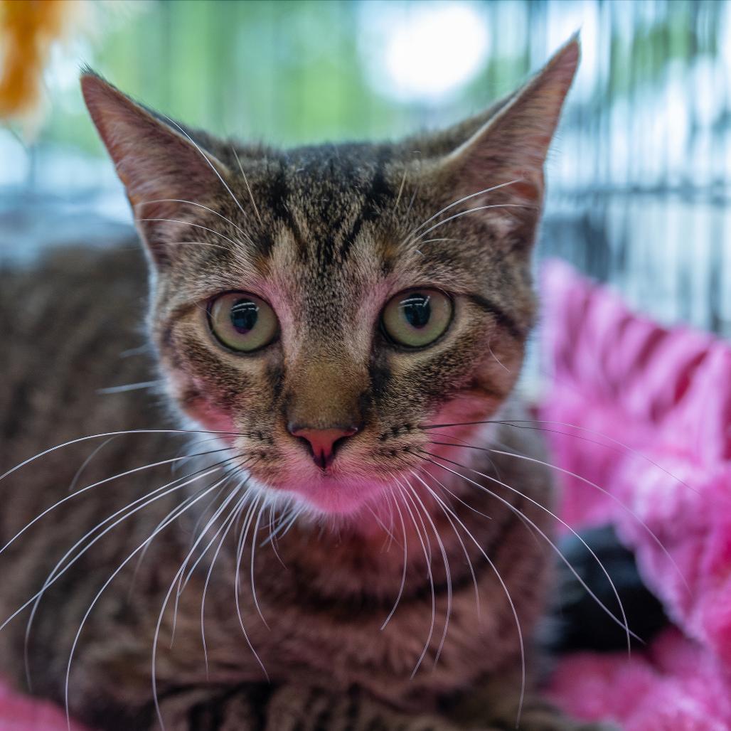 Enlarge Persephone Dodd, a Adoptable Domestic Short Hair in Merrifield, VA image 2/6