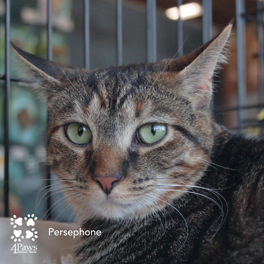 Enlarge Persephone Dodd, a Adoptable Domestic Short Hair in Merrifield, VA image 3/6