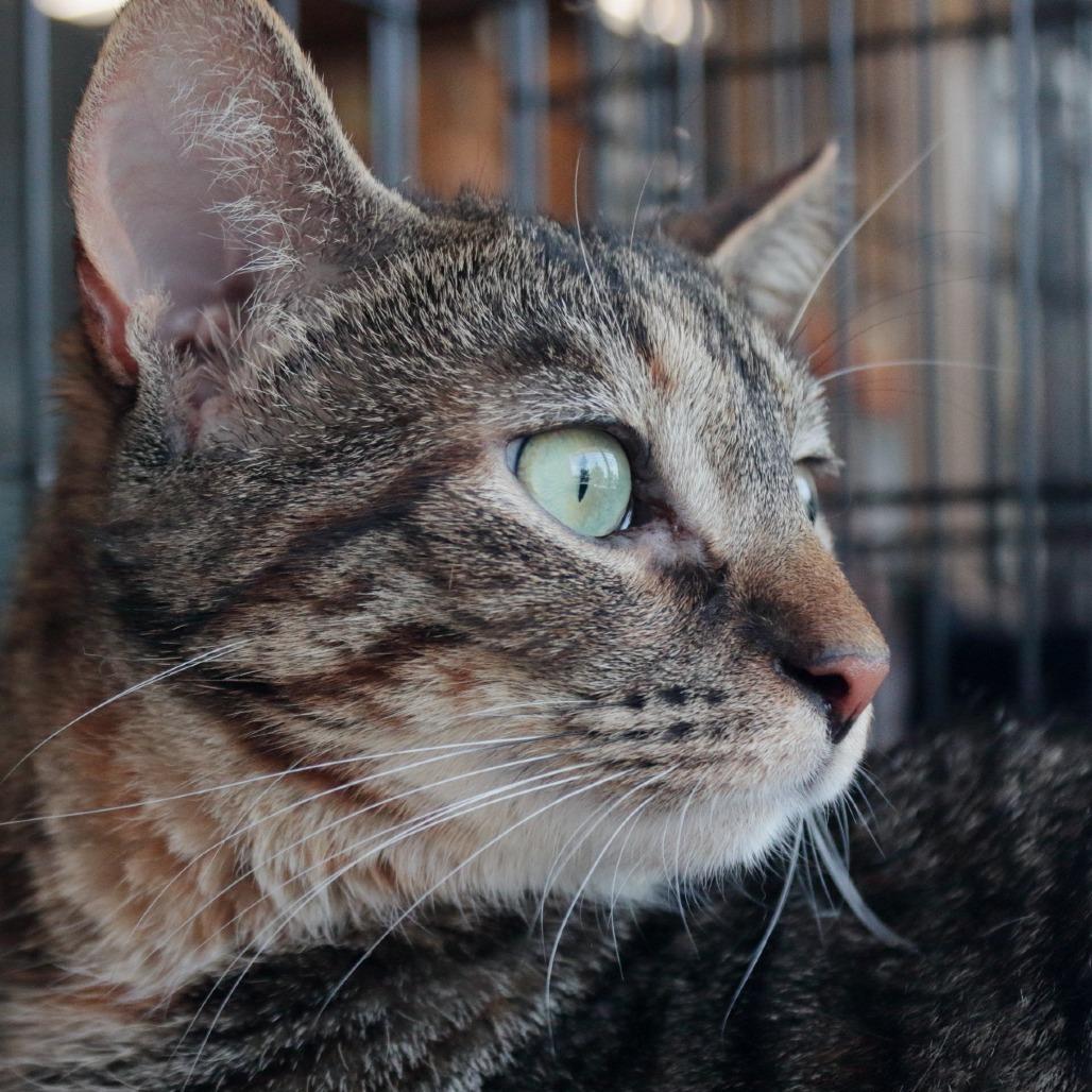Enlarge Persephone Dodd, a Adoptable Domestic Short Hair in Merrifield, VA image 4/6