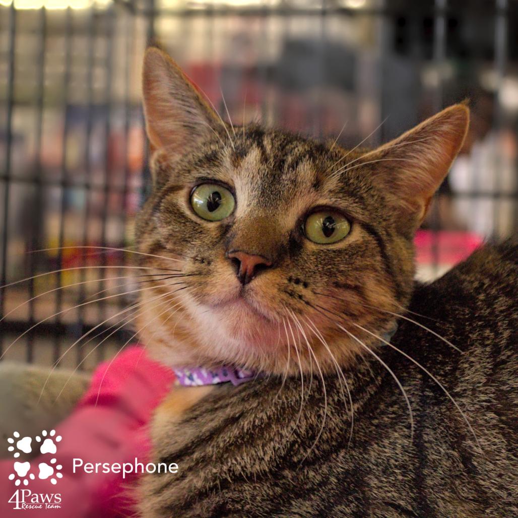 Enlarge Persephone Dodd, a Adoptable Domestic Short Hair in Merrifield, VA image 5/6