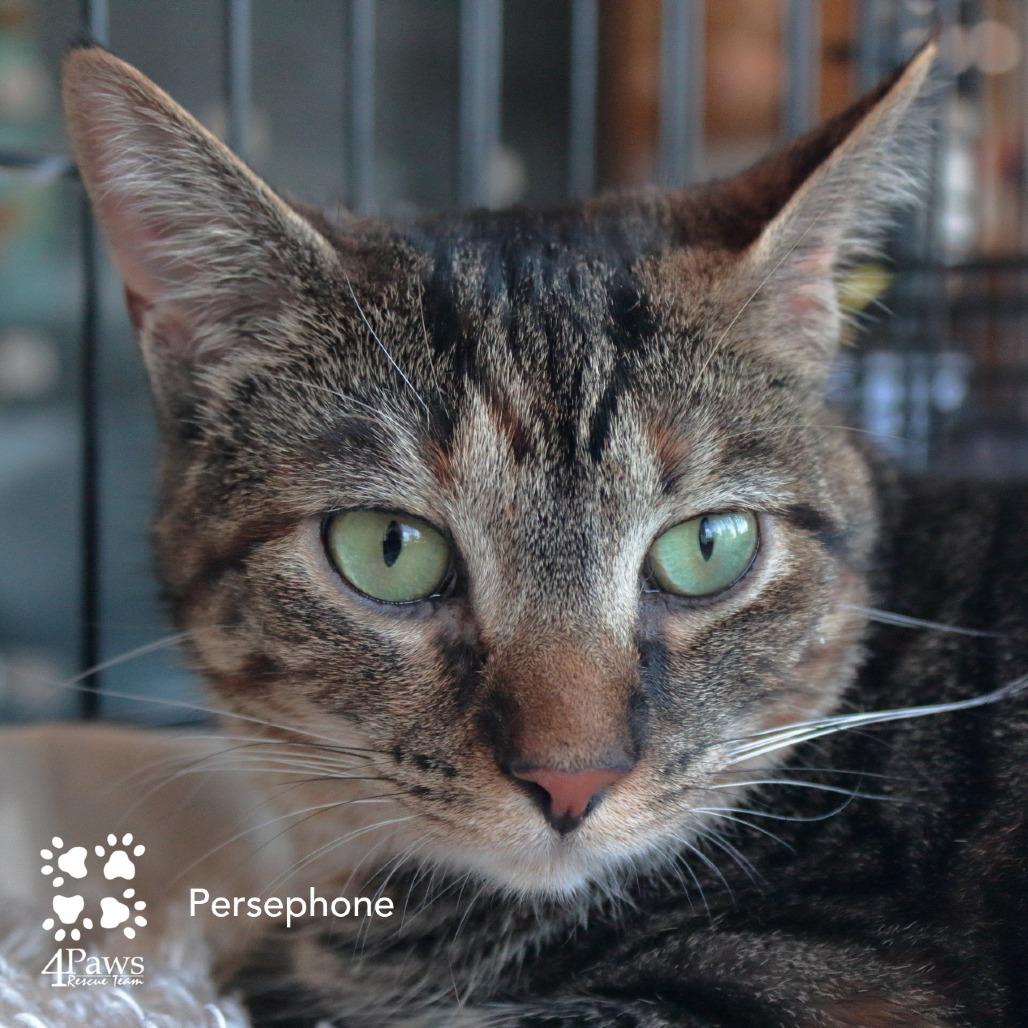 Enlarge Persephone Dodd, a Adoptable Domestic Short Hair in Merrifield, VA image 6/6