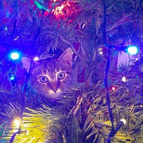 Enlarge Persephone Dodd, a Adoptable Domestic Short Hair in Merrifield, VA image 6/6