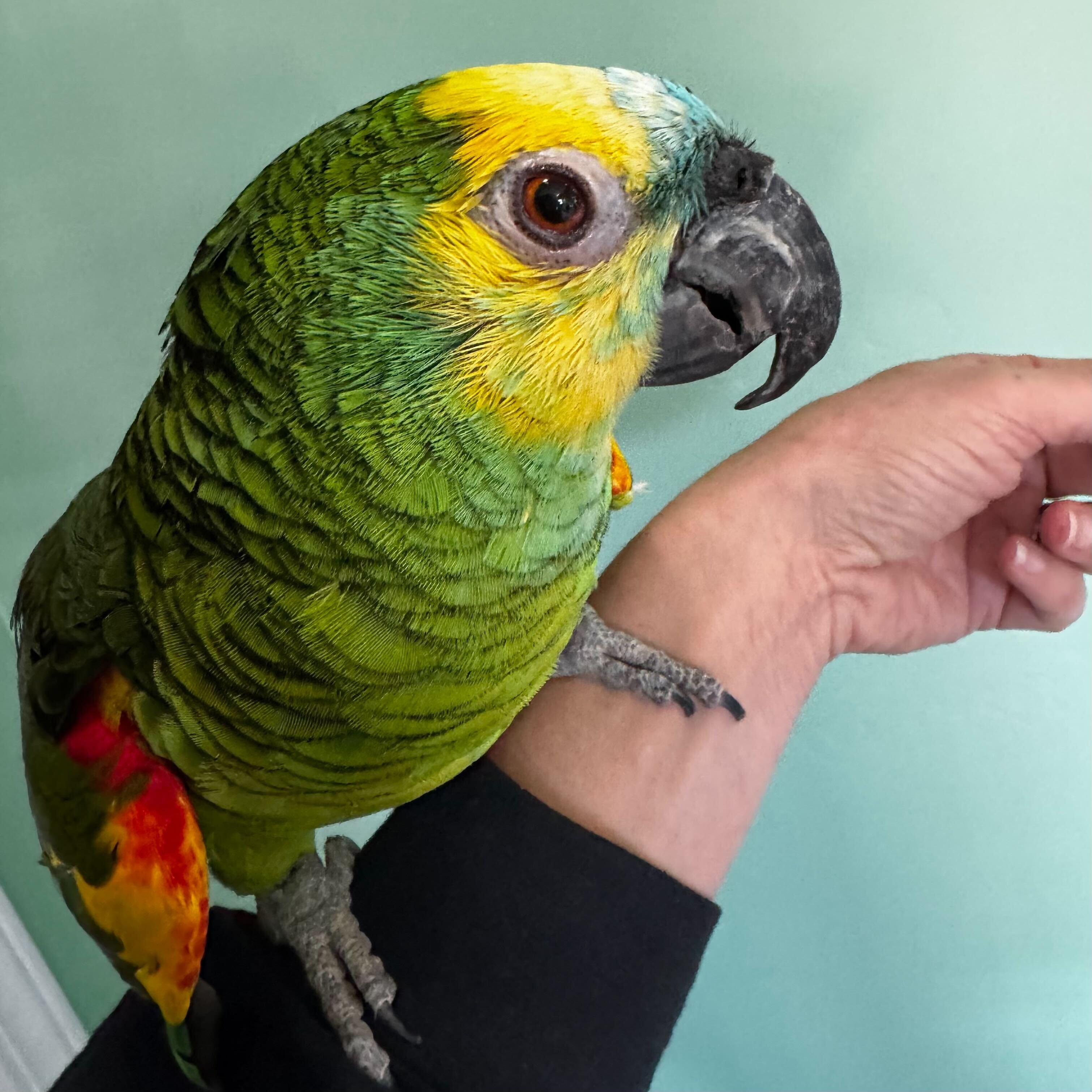 Enlarge Pickles, a ADOPTABLE Amazon in San Diego, CA image 1/4