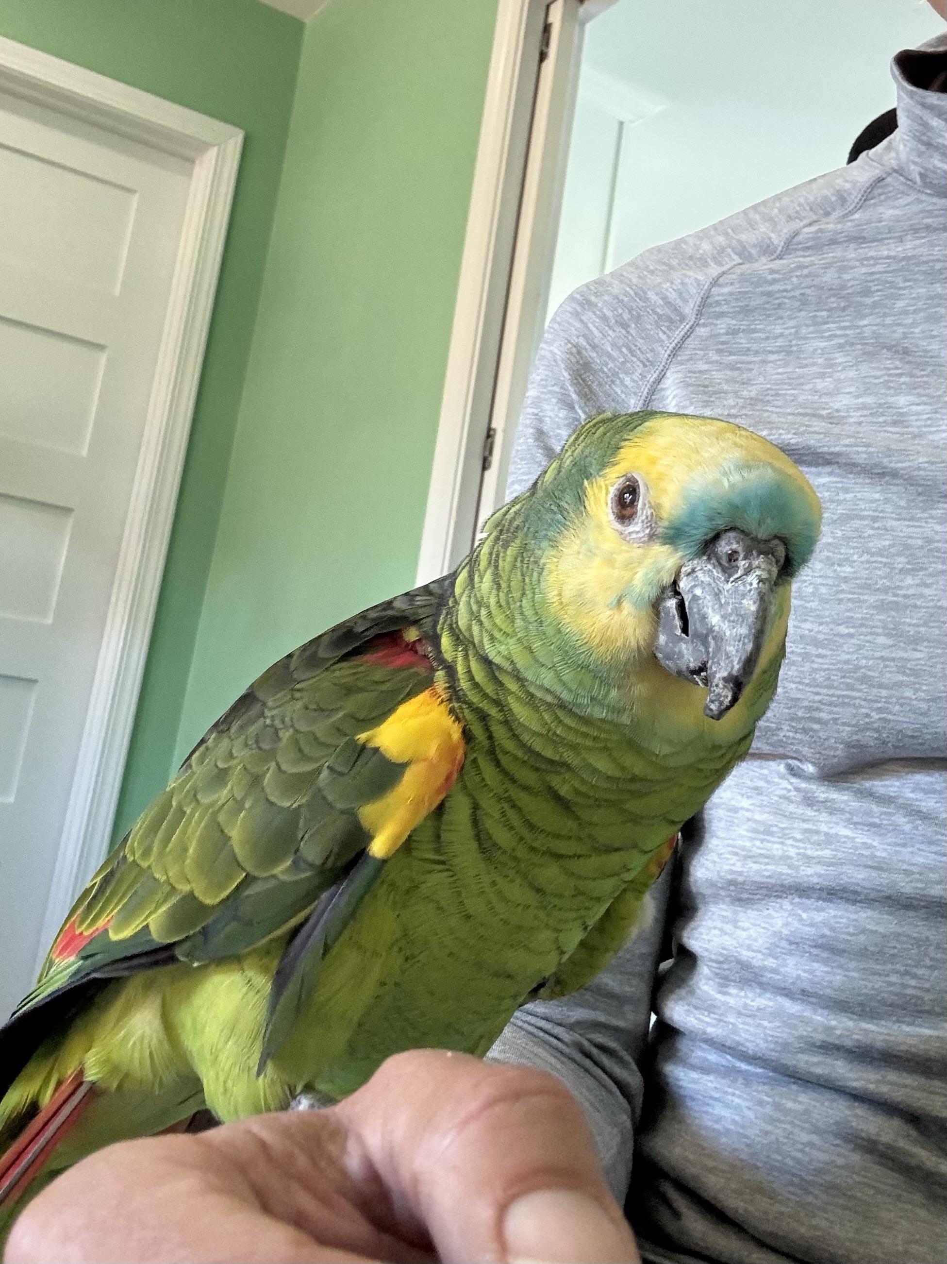 Enlarge Pickles, a ADOPTABLE Amazon in San Diego, CA image 2/3