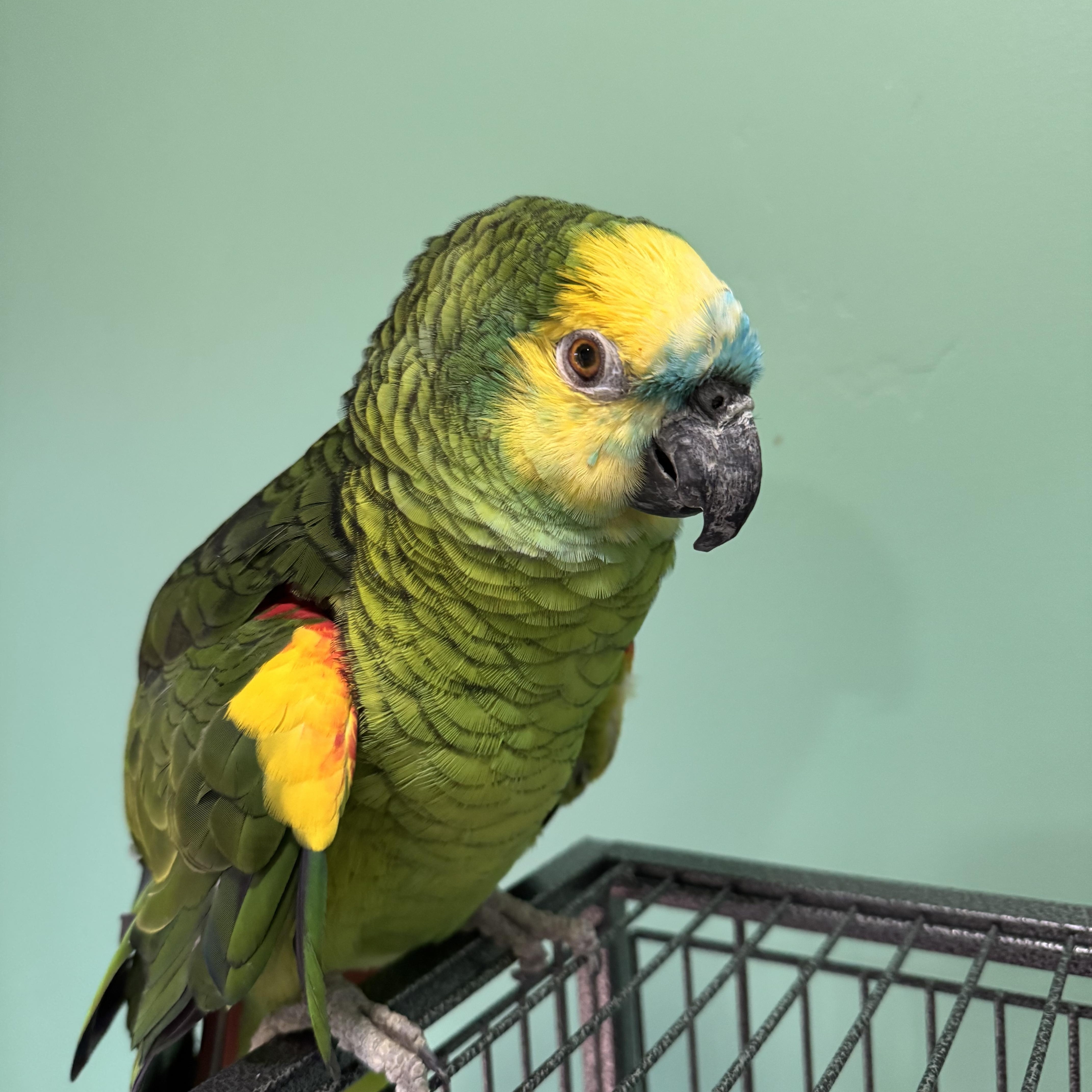 Enlarge Pickles, a ADOPTABLE Amazon in San Diego, CA image 3/3