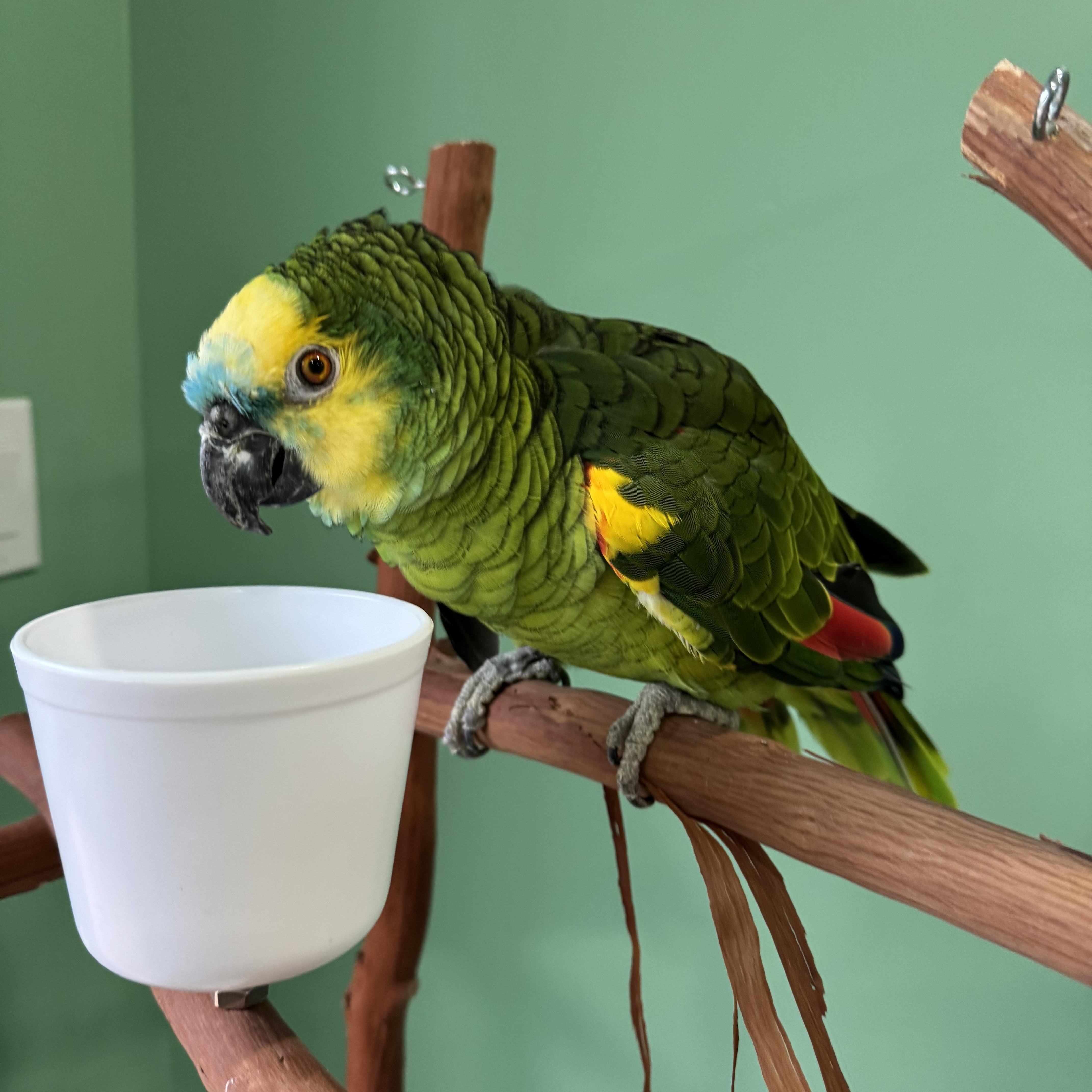 Pickles, ADOPTABLE, Adult Unknown Amazon.