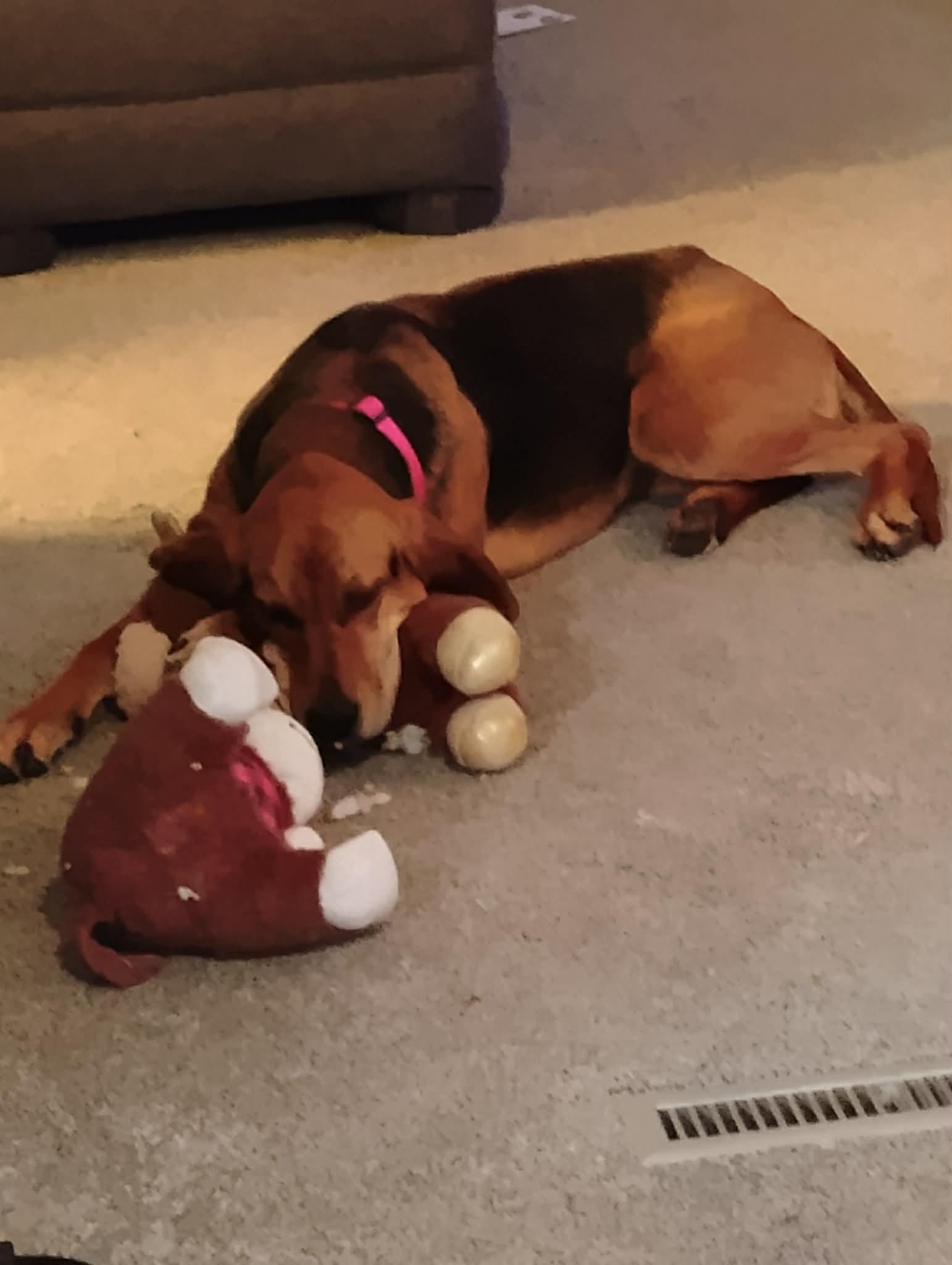 Enlarge Hazel, a ADOPTABLE mixed breed in Winnipeg, MB image 3/5