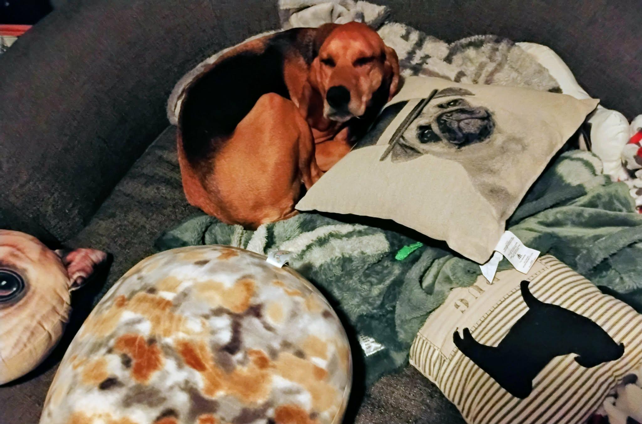 Enlarge Hazel, a ADOPTABLE mixed breed in Winnipeg, MB image 4/5