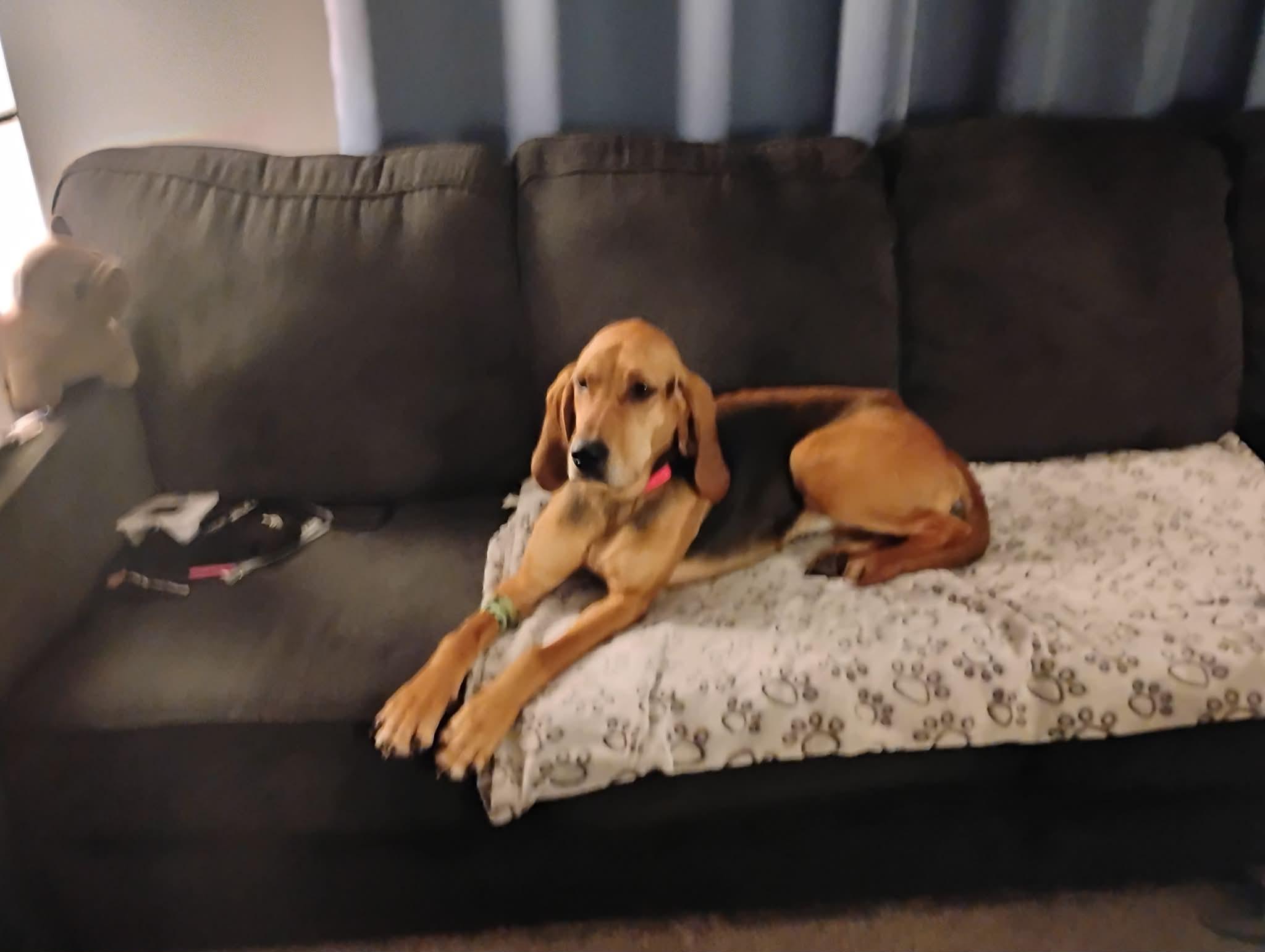 Enlarge Hazel, a ADOPTABLE mixed breed in Winnipeg, MB image 5/5