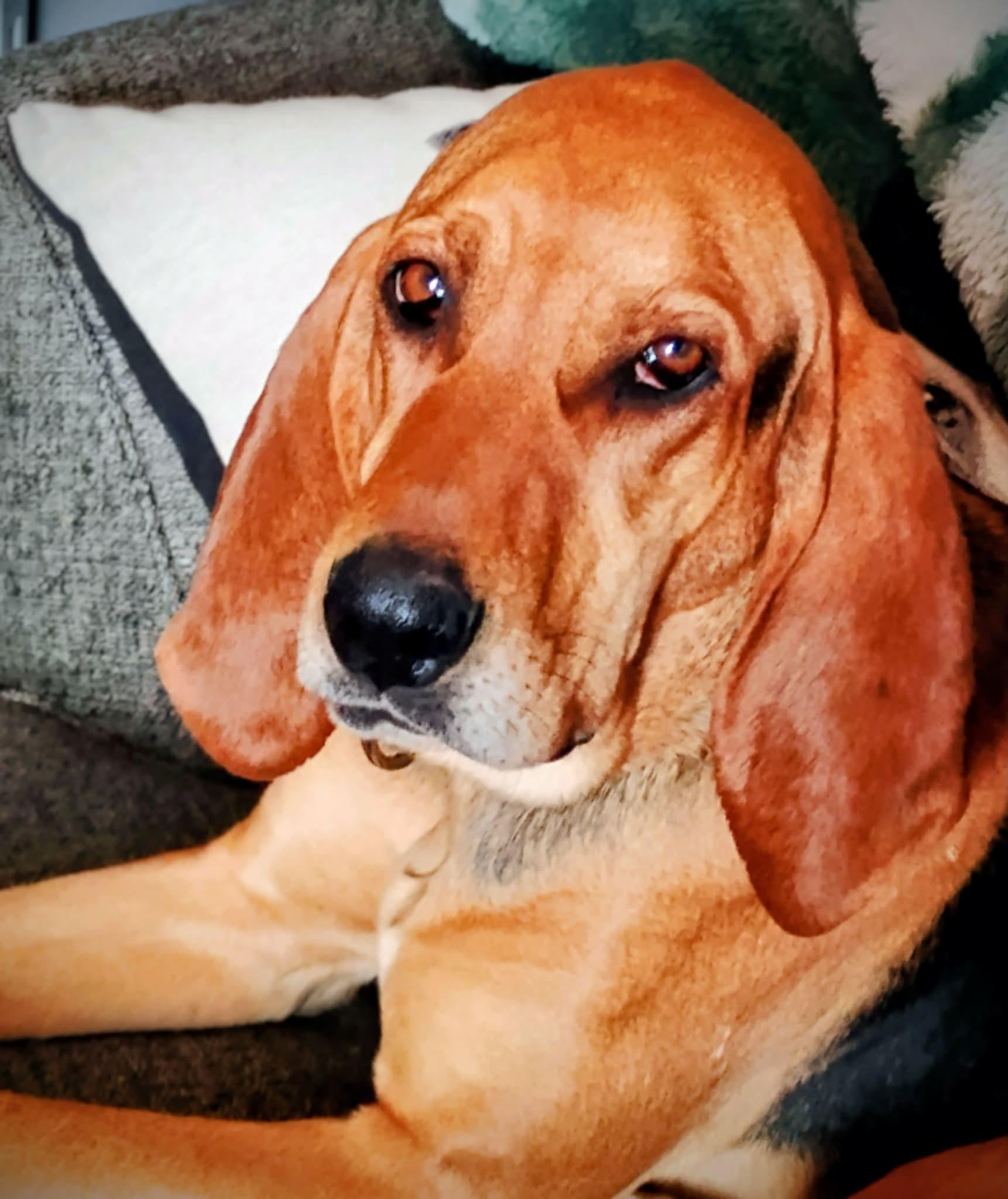 Hazel, ADOPTABLE, Adult Female Hound & Mixed Breed.