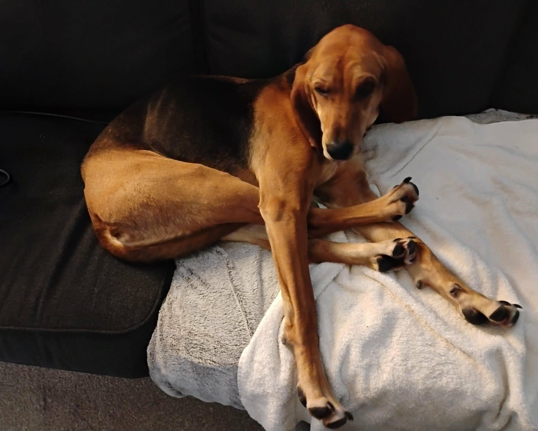 Enlarge Hazel, a ADOPTABLE mixed breed in Winnipeg, MB image 2/5