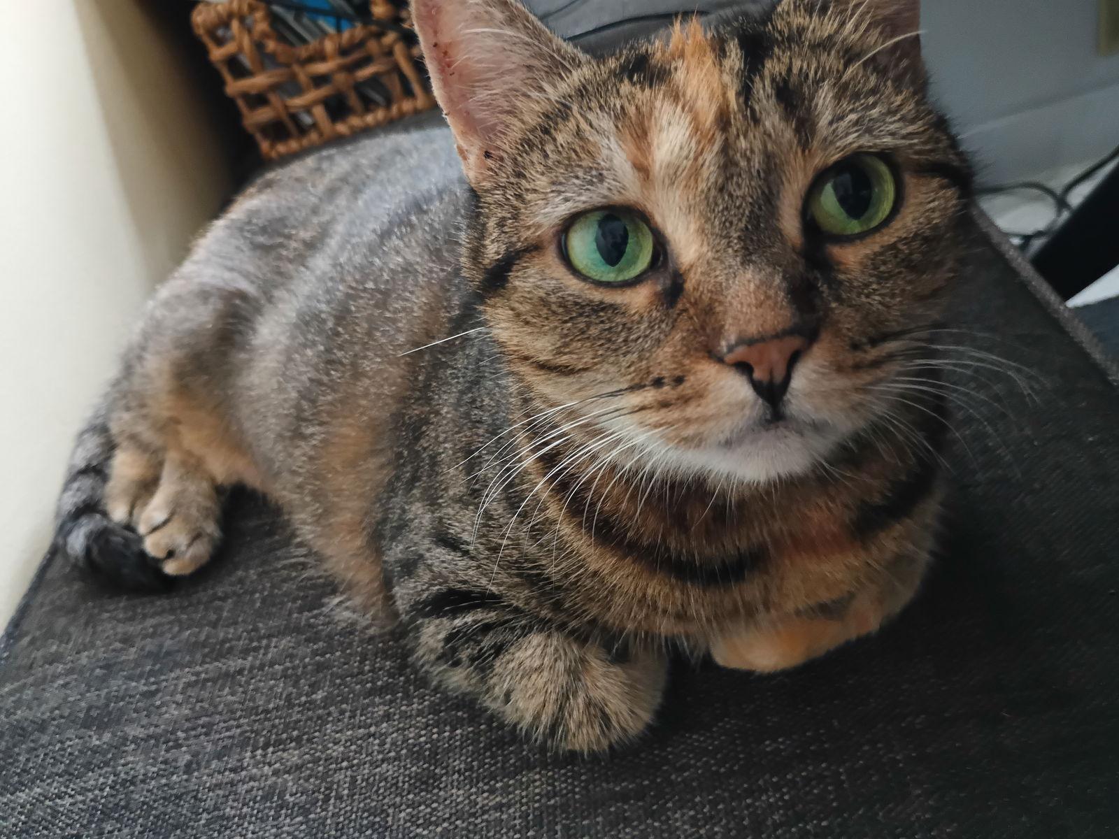 Peanut, Adoptable, Adult Female Domestic Short Hair & Tabby.