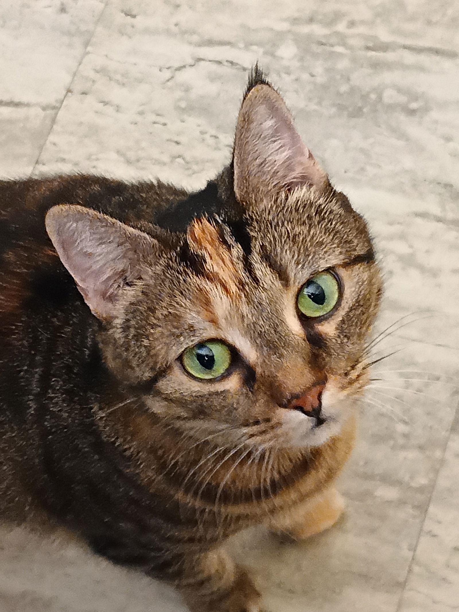 Enlarge Peanut, a Adoptable mixed breed in Rochester, NY image 2/3