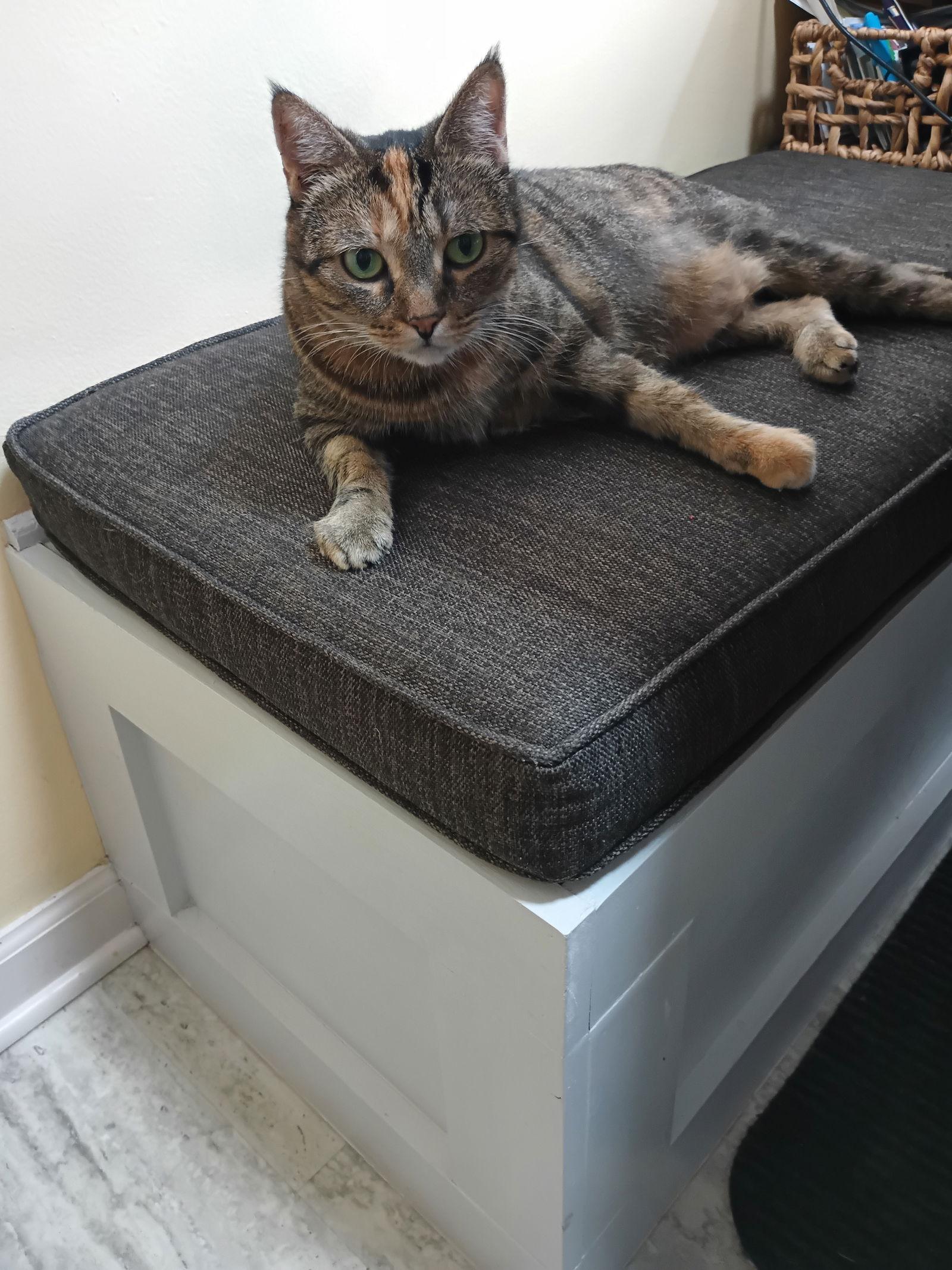 Enlarge Peanut, a Adoptable mixed breed in Rochester, NY image 3/3