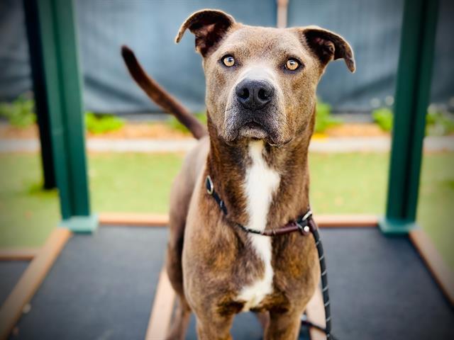 Enlarge VON, a Adoptable mixed breed in Orlando, FL image 1/1