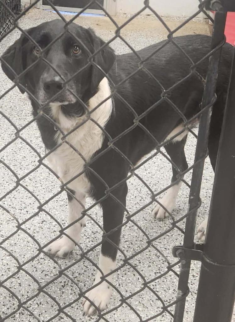 Tanner, Adopted, Adult Male Labrador Retriever.