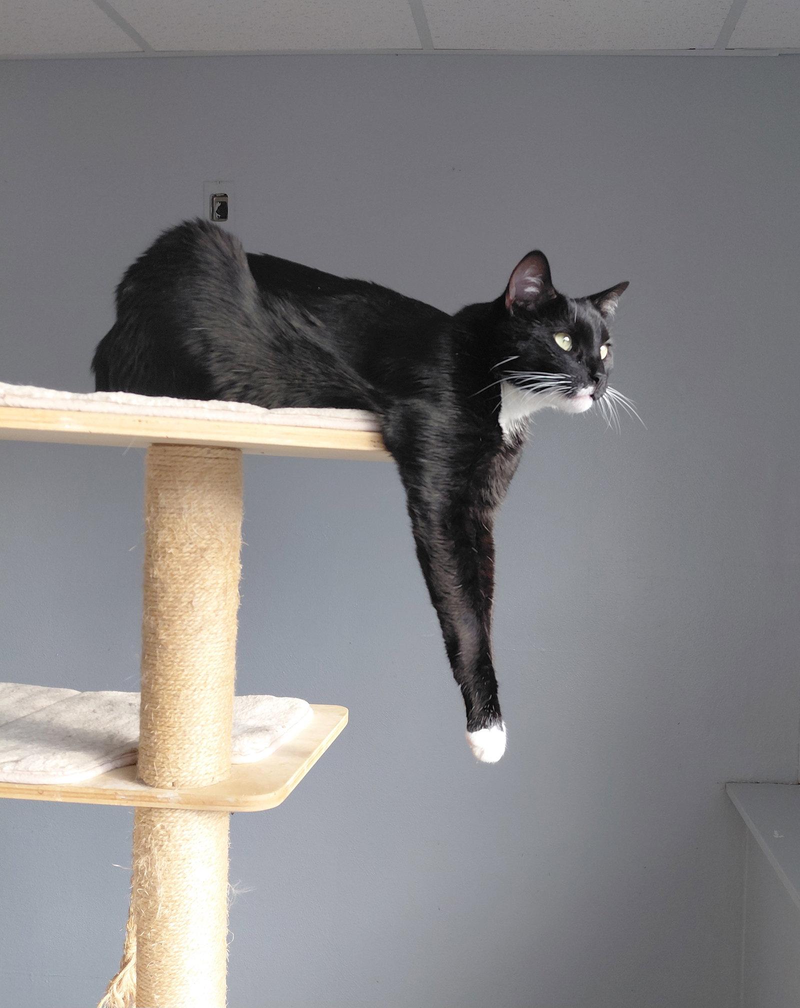 Enlarge Taz, a Adoptable Domestic Short Hair in Montello, WI image 1/3