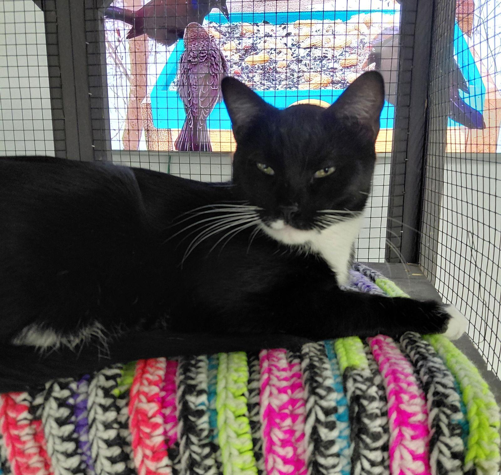 Taz, Adoptable, Adult Male Domestic Short Hair.