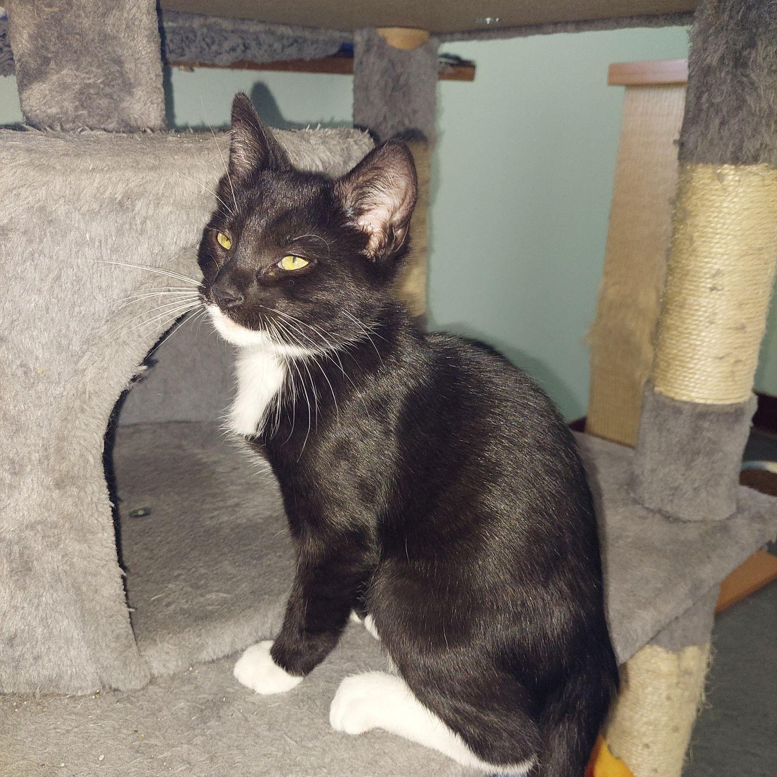 Taz, a Adoptable Domestic Short Hair in Montello, WI image 1/2