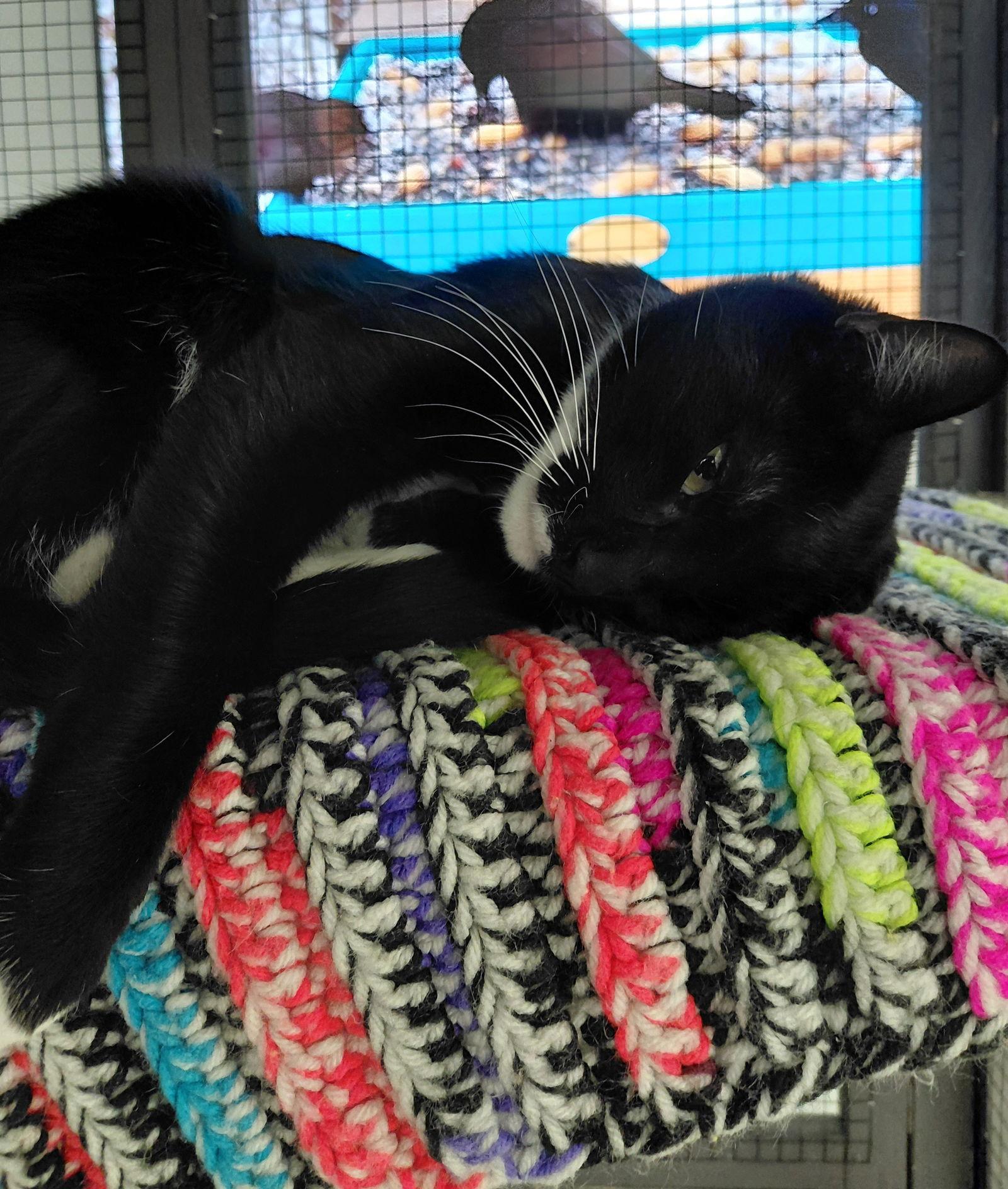 Enlarge Taz, a Adoptable Domestic Short Hair in Montello, WI image 2/3