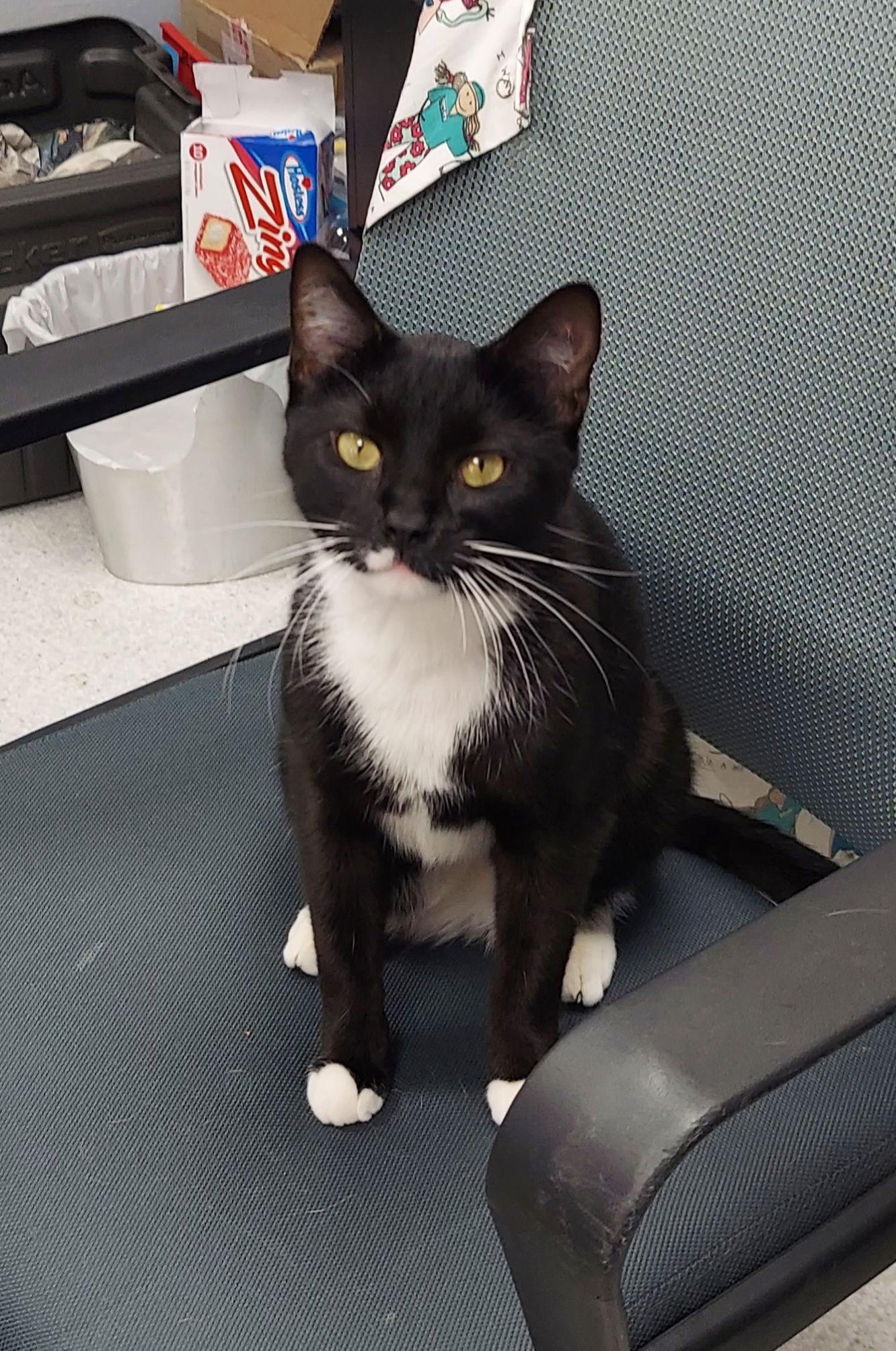 Taz, a Adoptable Domestic Short Hair in Montello, WI image 2/2