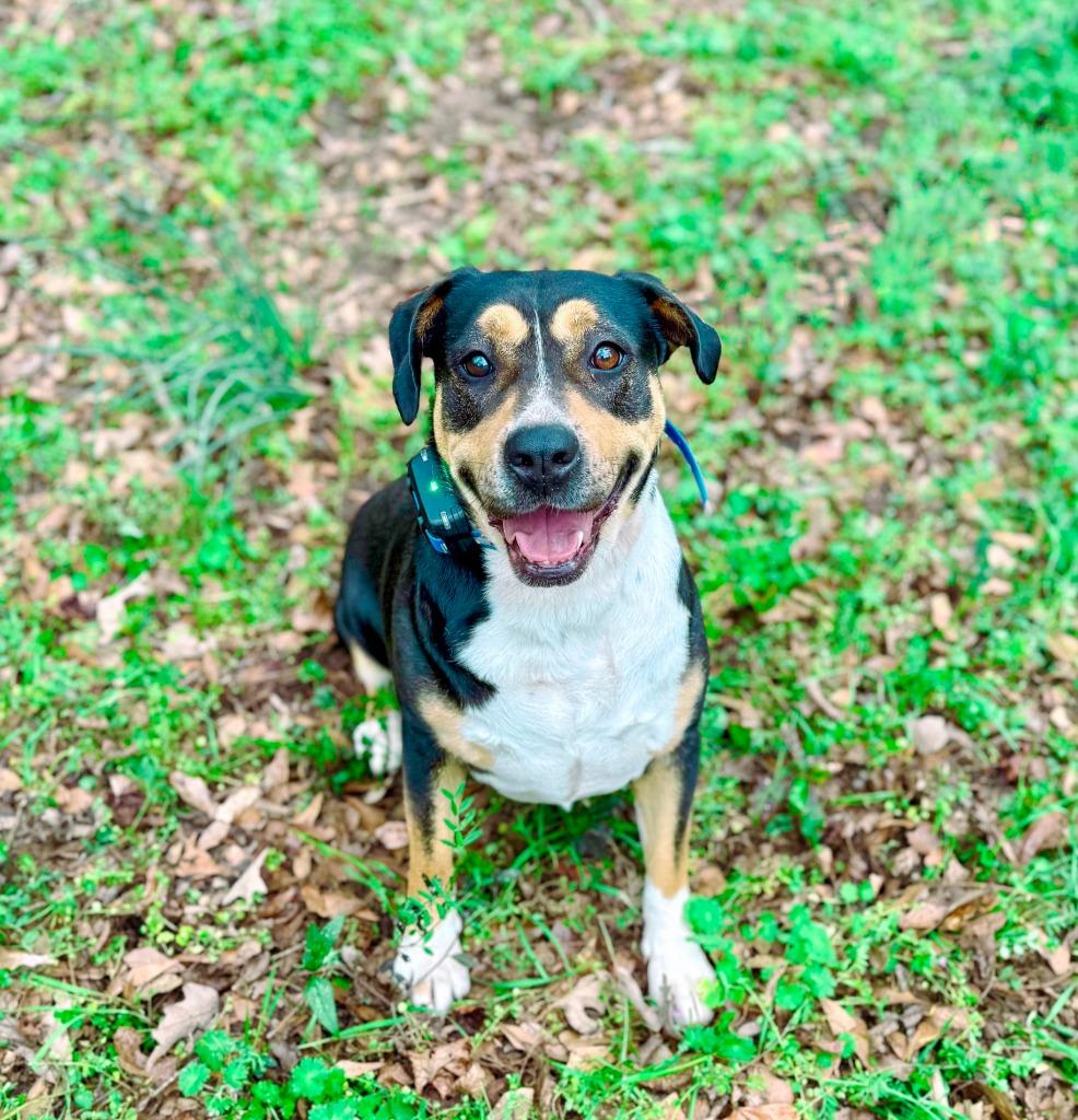 Sheila aka Havoc, Adoptable, Adult Female Hound & Pit Bull Terrier.