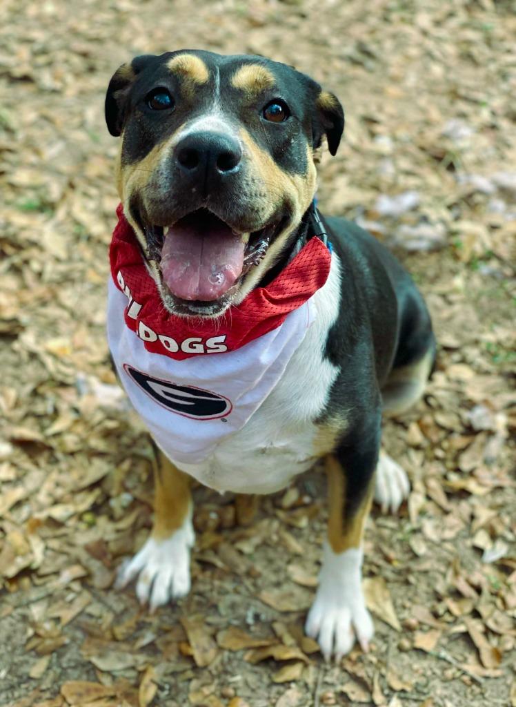 Enlarge Sheila aka Havoc, a Adoptable mixed breed in Macon, GA image 1/6