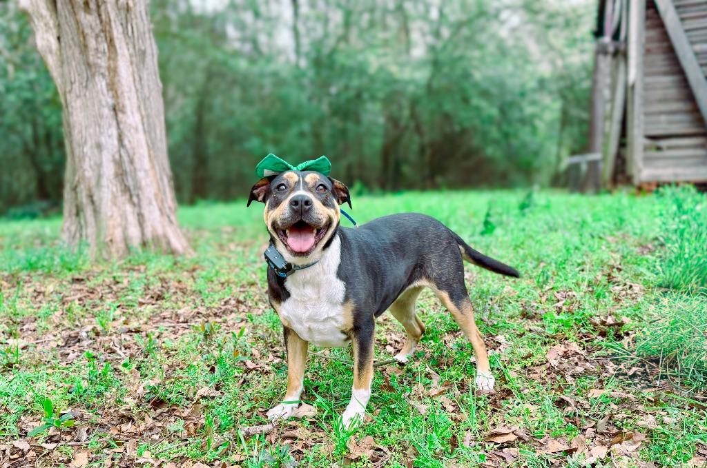 Sheila aka Havoc, a Adoptable mixed breed in Macon, GA image 2/6