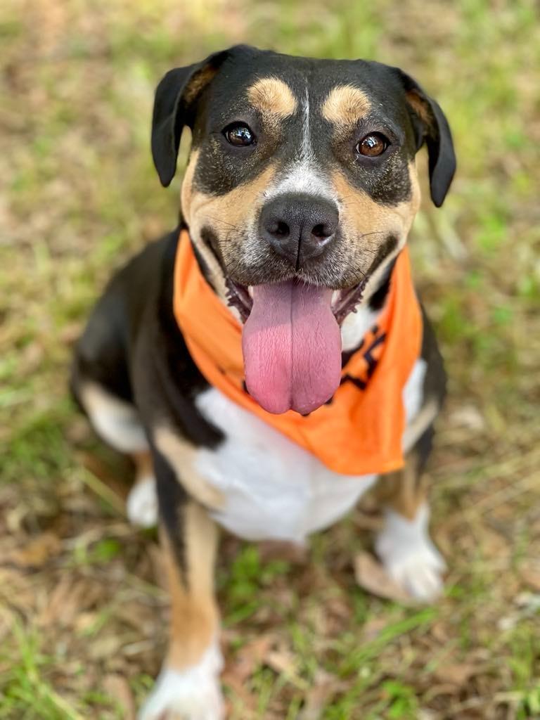 Enlarge Sheila aka Havoc, a Adoptable mixed breed in Macon, GA image 2/6