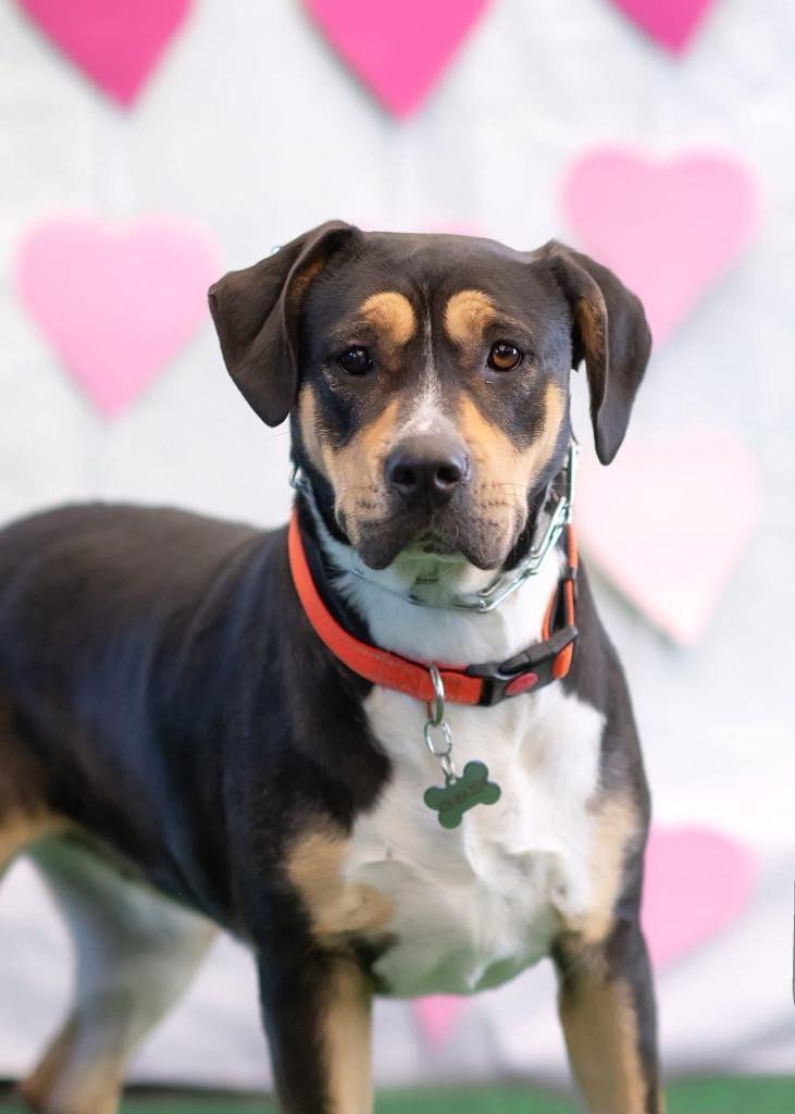 Enlarge Sheila aka Havoc, a Adoptable mixed breed in Macon, GA image 3/6