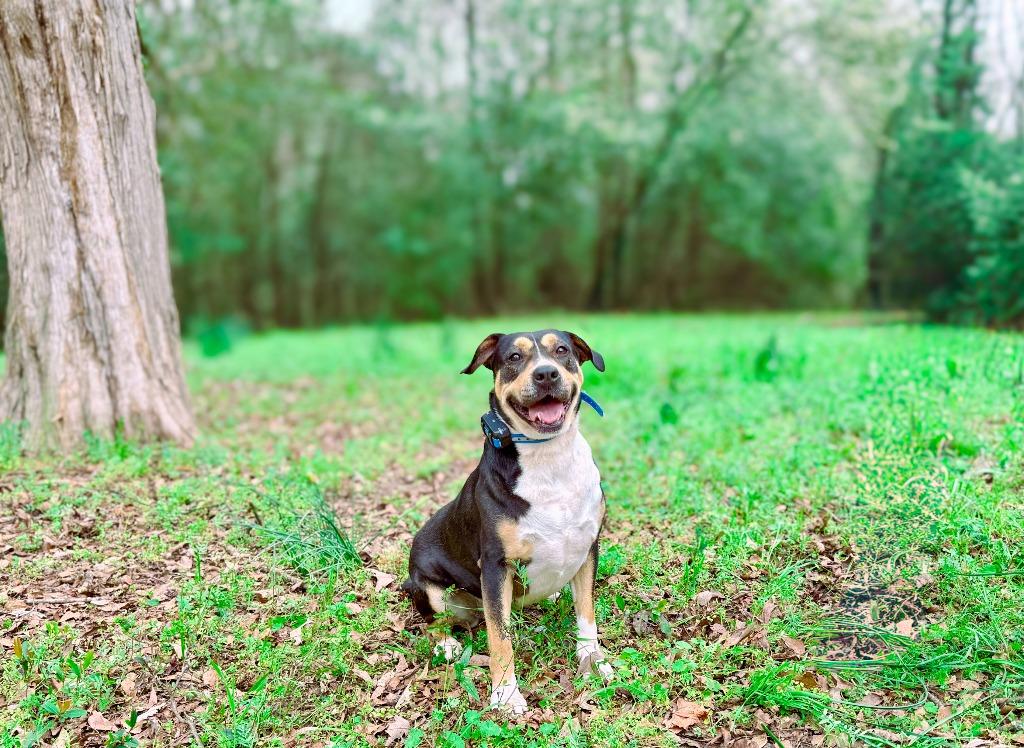 Sheila aka Havoc, a Adoptable mixed breed in Macon, GA image 4/6