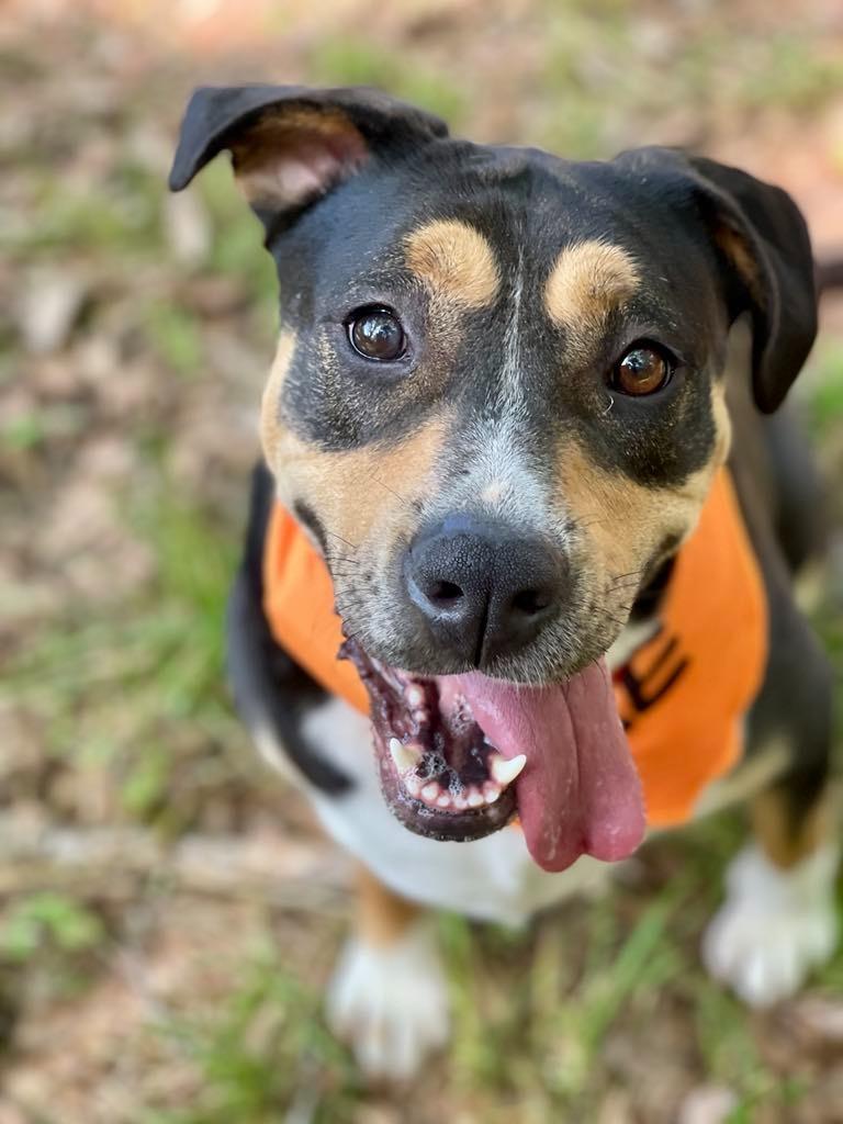 Enlarge Sheila aka Havoc, a Adoptable mixed breed in Macon, GA image 4/6