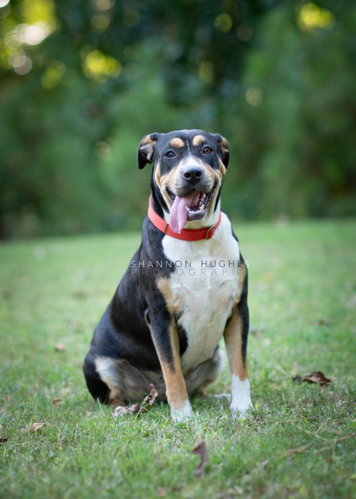 Enlarge Sheila aka Havoc, a Adoptable mixed breed in Macon, GA image 5/6