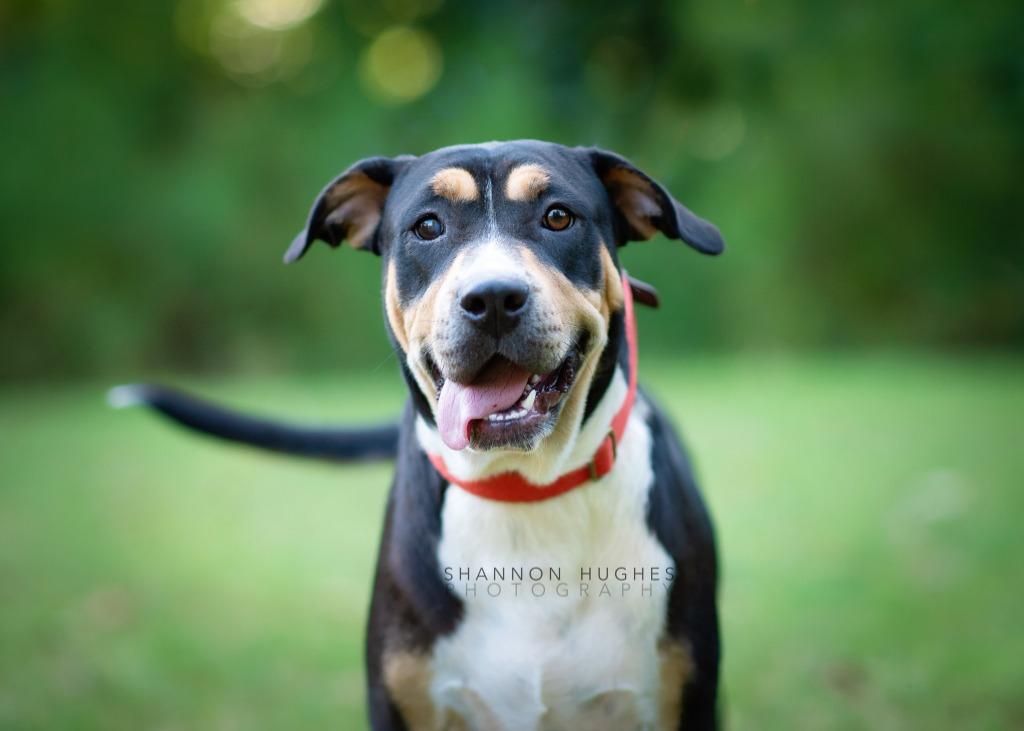 Enlarge Sheila aka Havoc, a Adoptable mixed breed in Macon, GA image 6/6