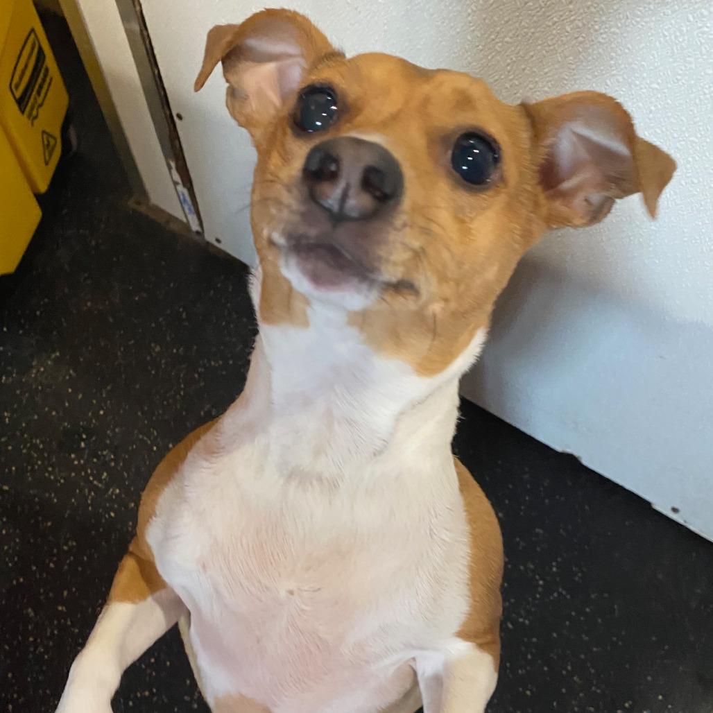 Poppi Lia, Adoptable, Adult Female Jack Russell Terrier.